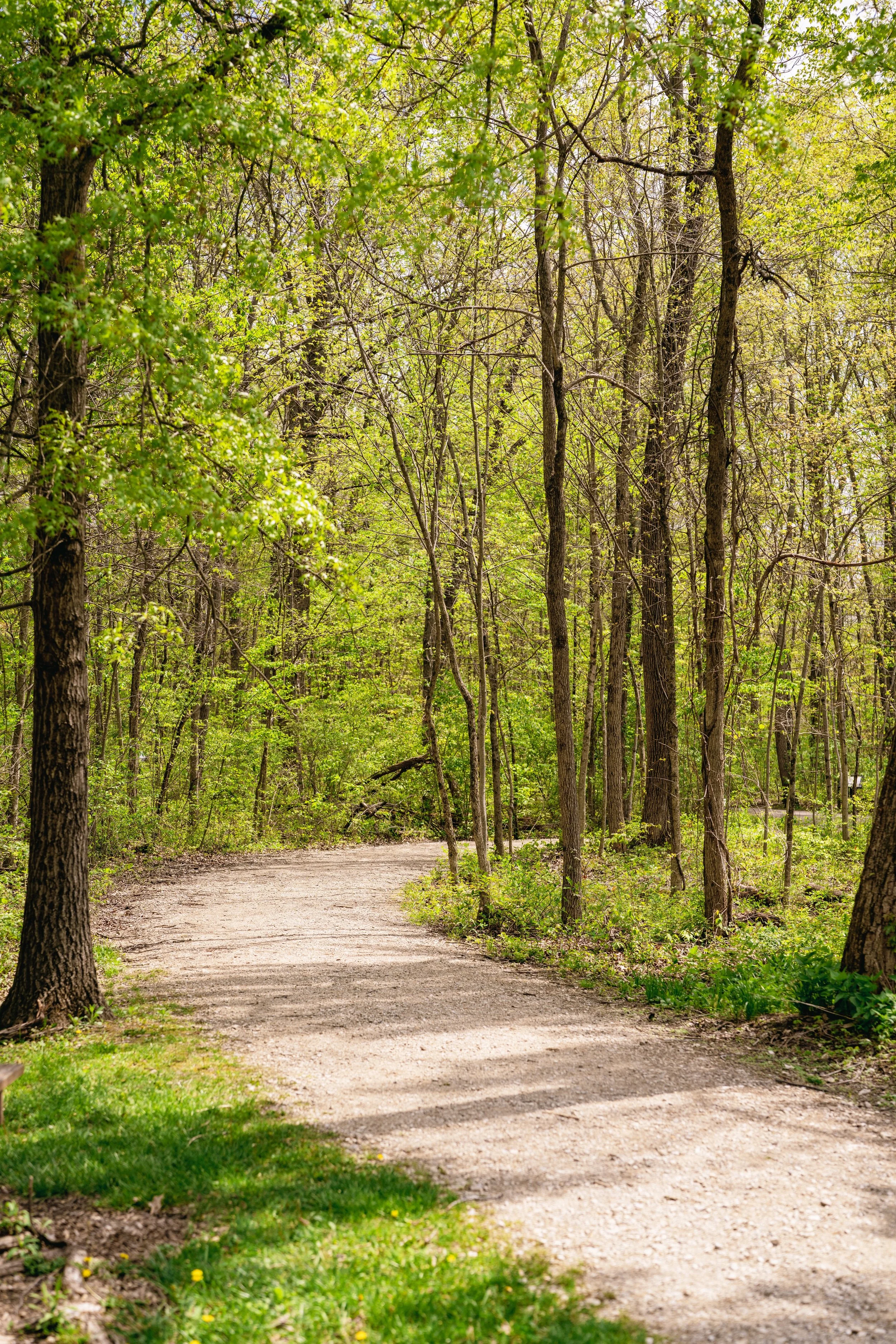 A winding dirt path through a lush green forest with trees and foliage on both sides, sunlight filtering through the leaves.