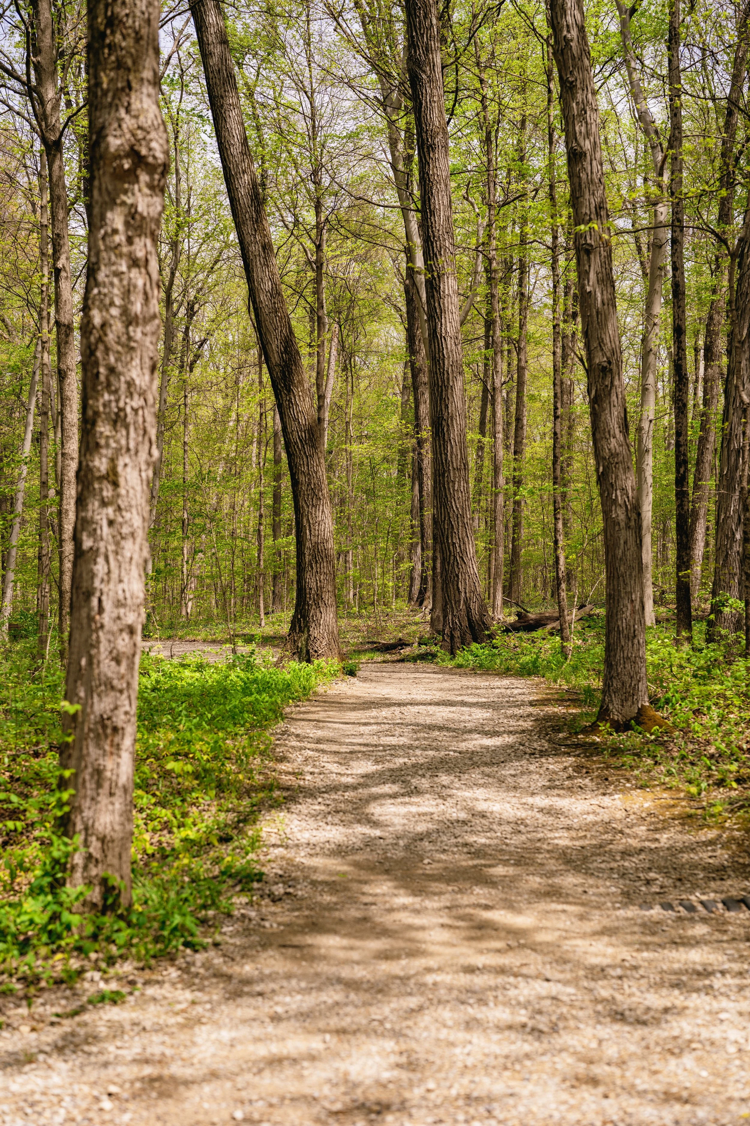 A dirt trail path through a forest with numerous tall trees and green foliage.