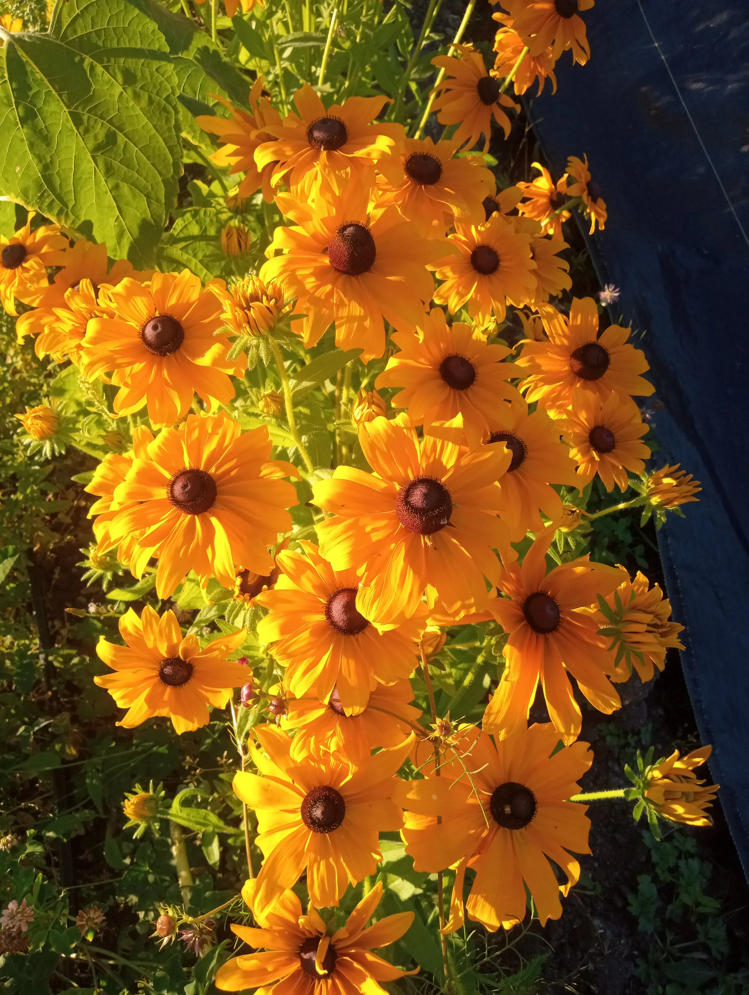 Family Share - Pick Up - Woodinville