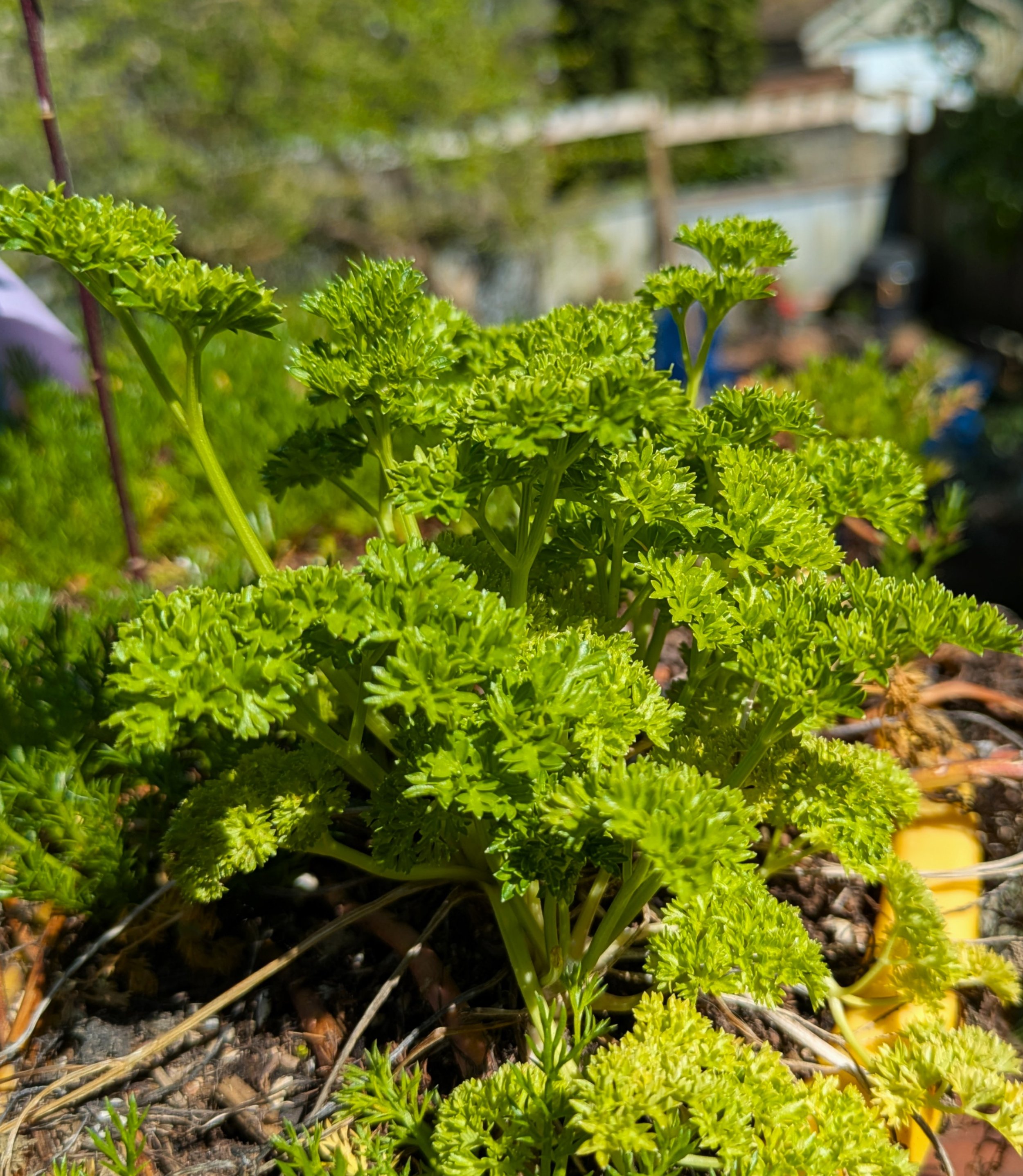 Parsley