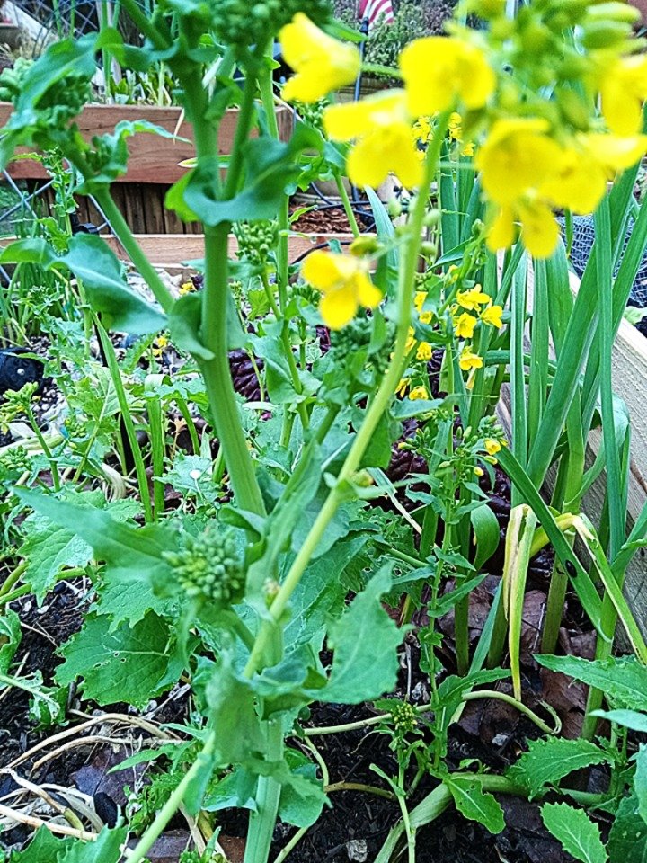 Flowering broccoli