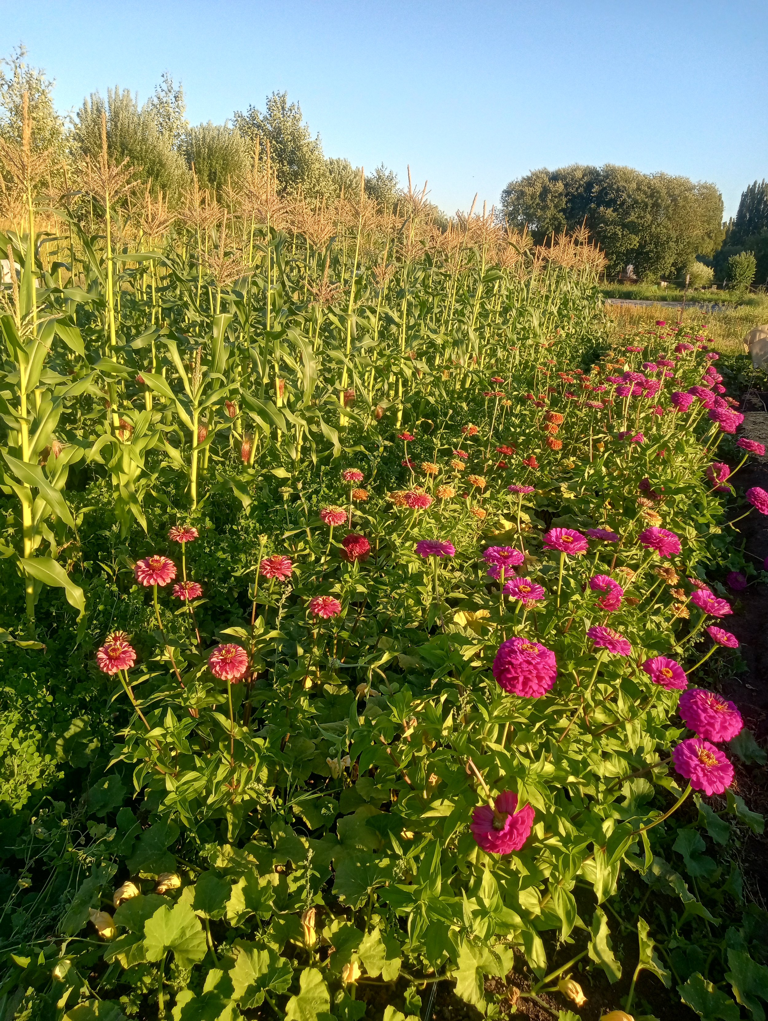 Rows of corn stalks next to a row of pink and purple zinnias