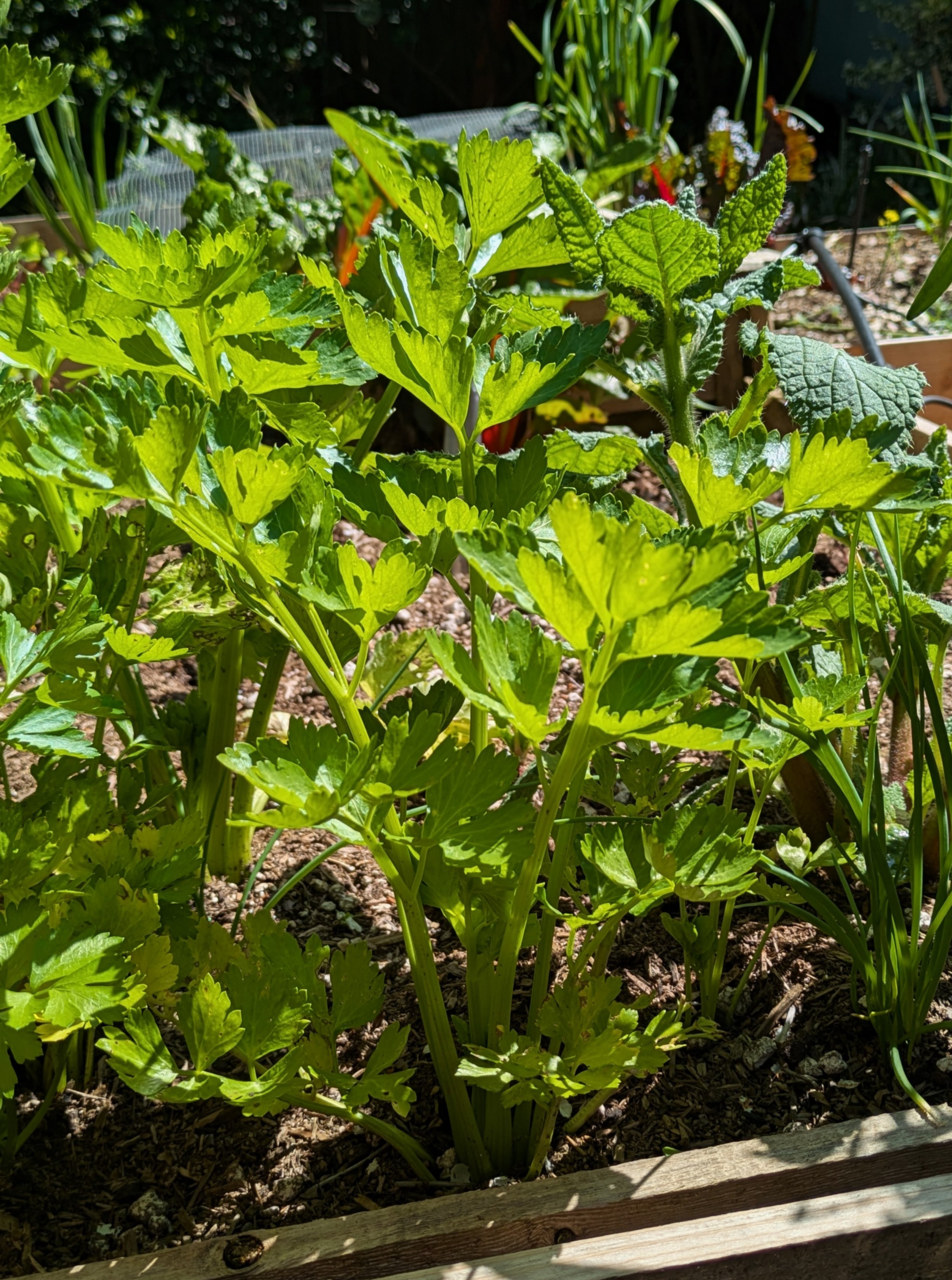 Celery