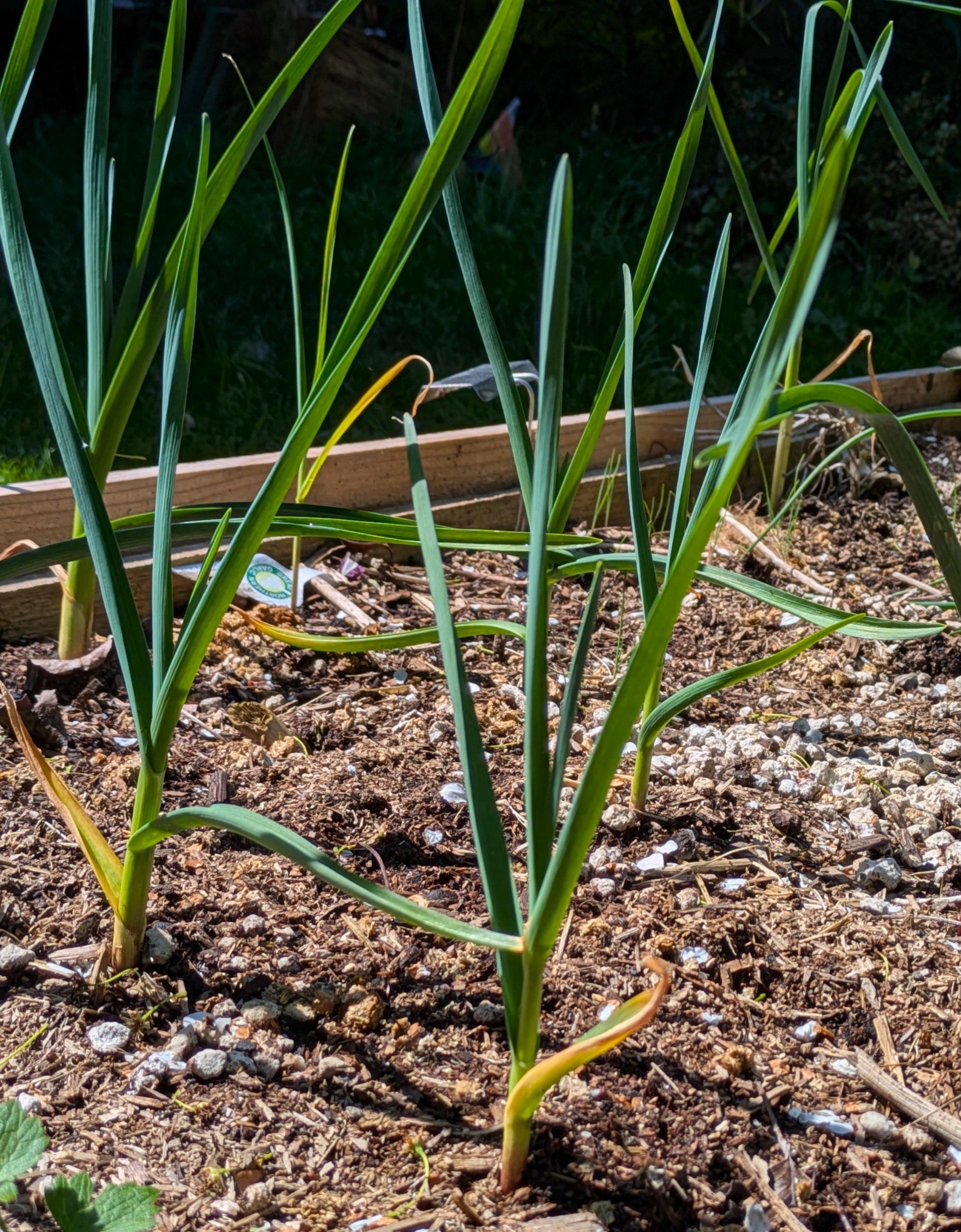 Garlic growing in the ground