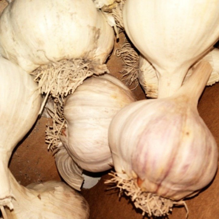 Garlic bulbs