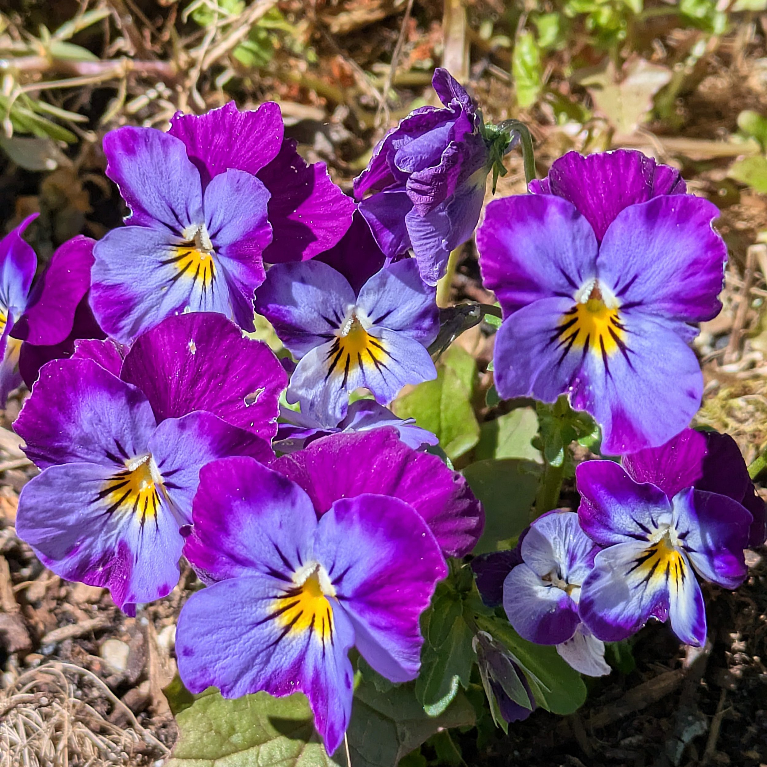 Purple pansies with yellow centers