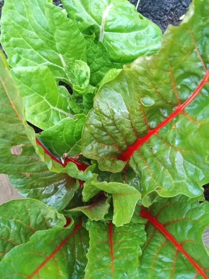Swiss chard