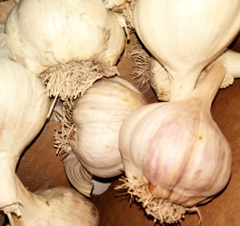 Garlic bulbs