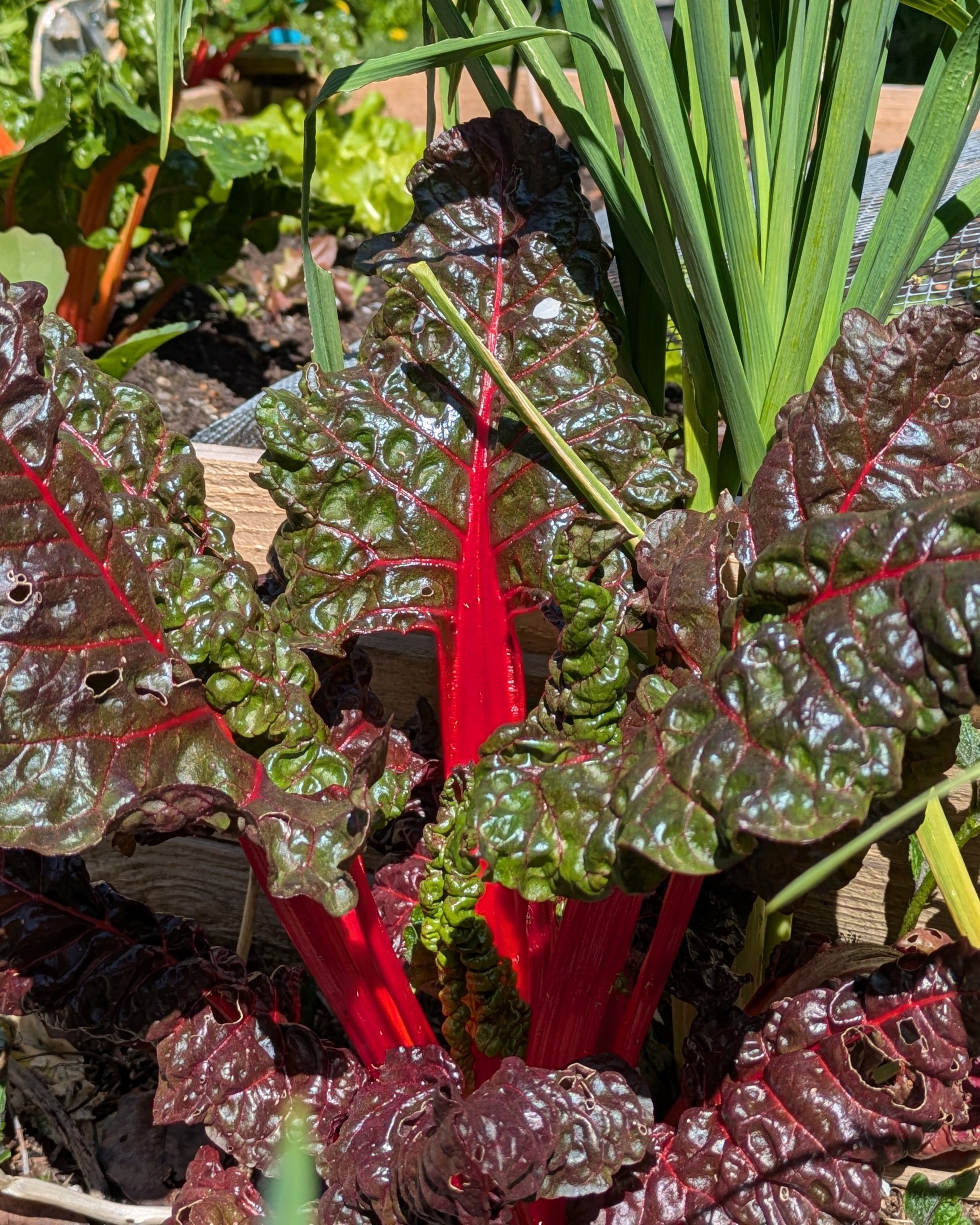 Swiss chard