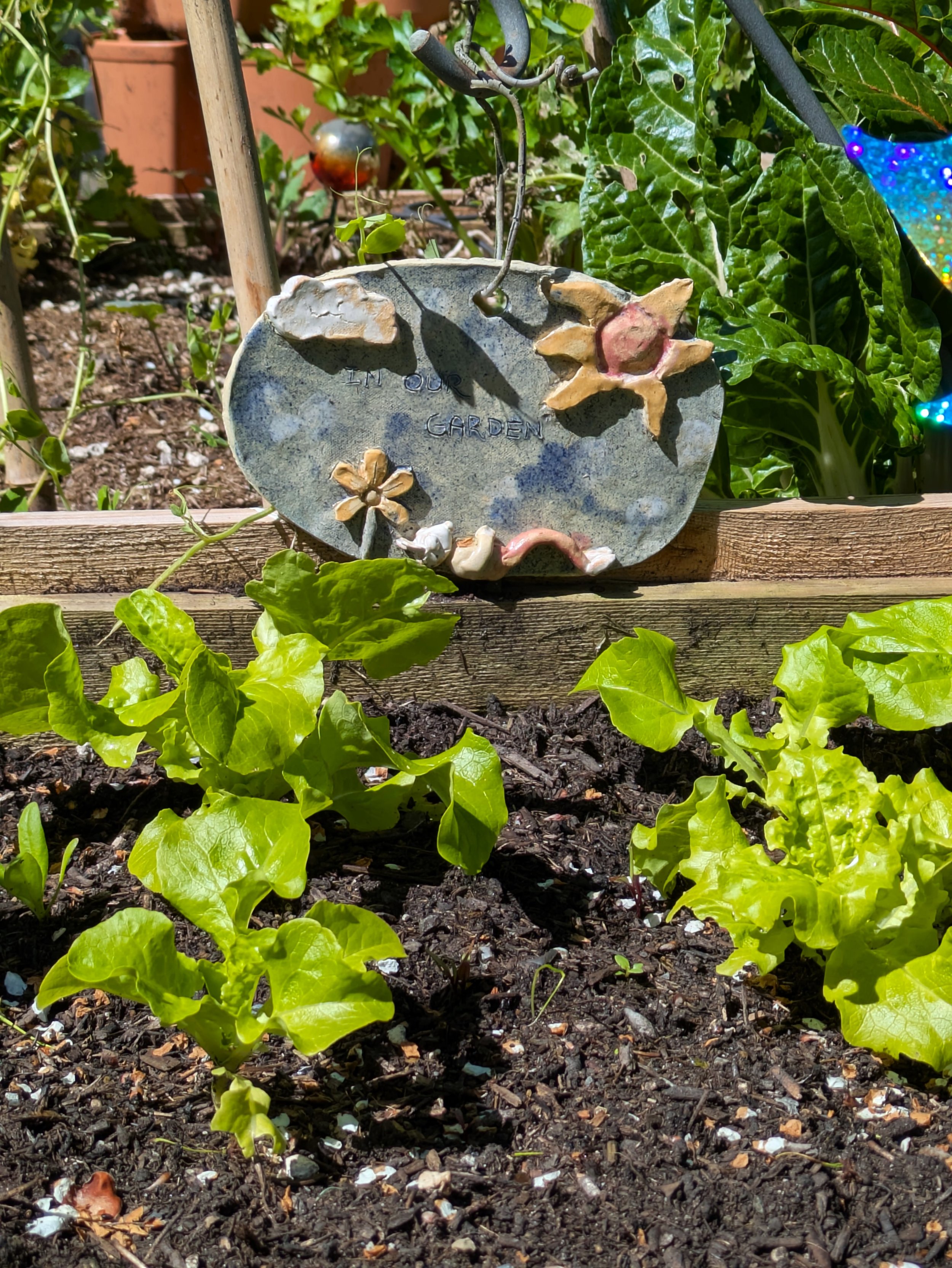 Baby lettuces