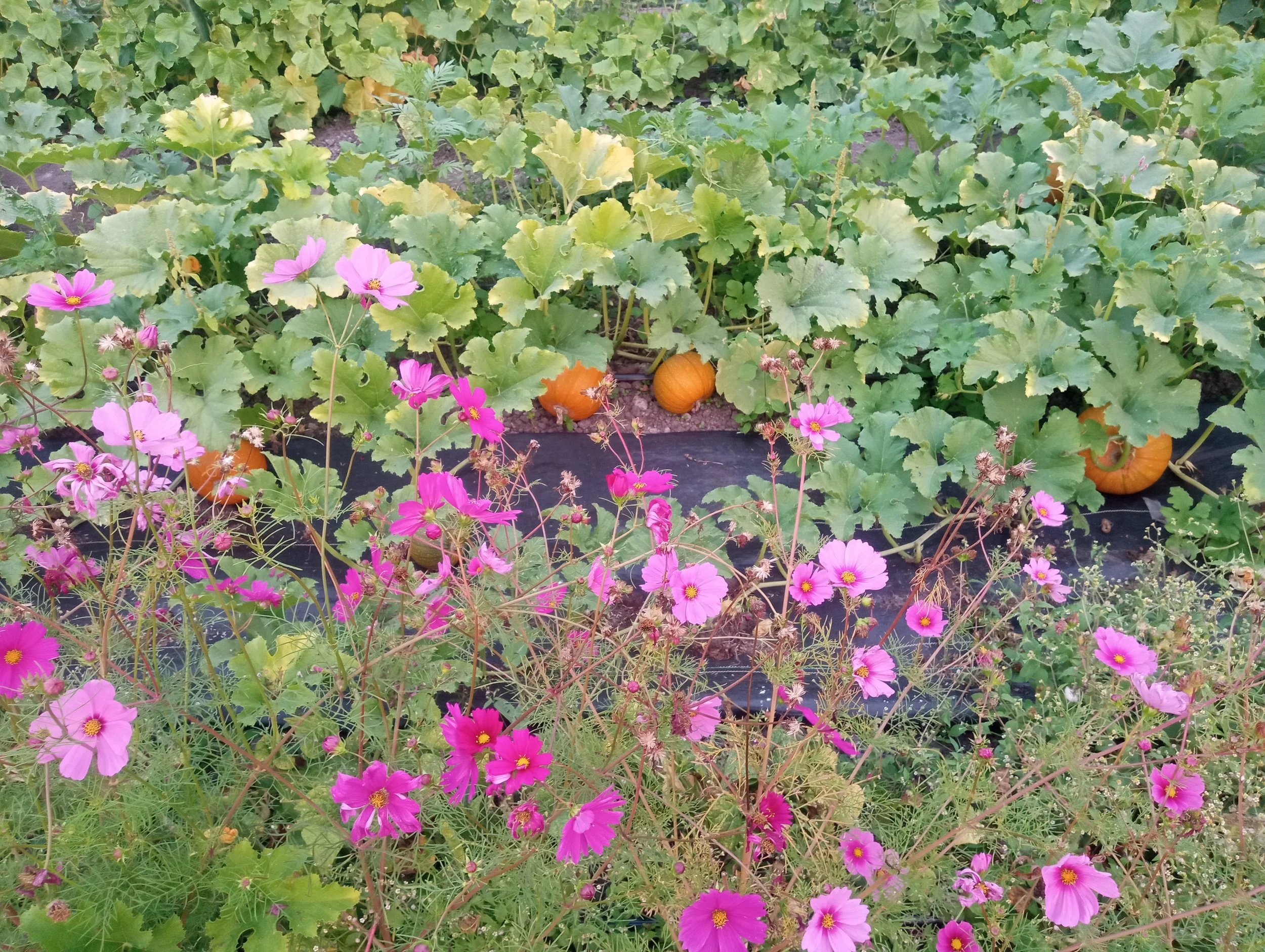 Pumpkins and cosmos growing in the field