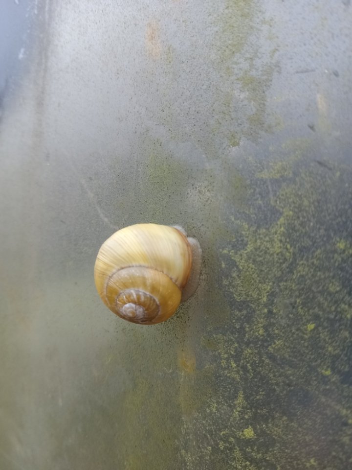 A snail in its shell