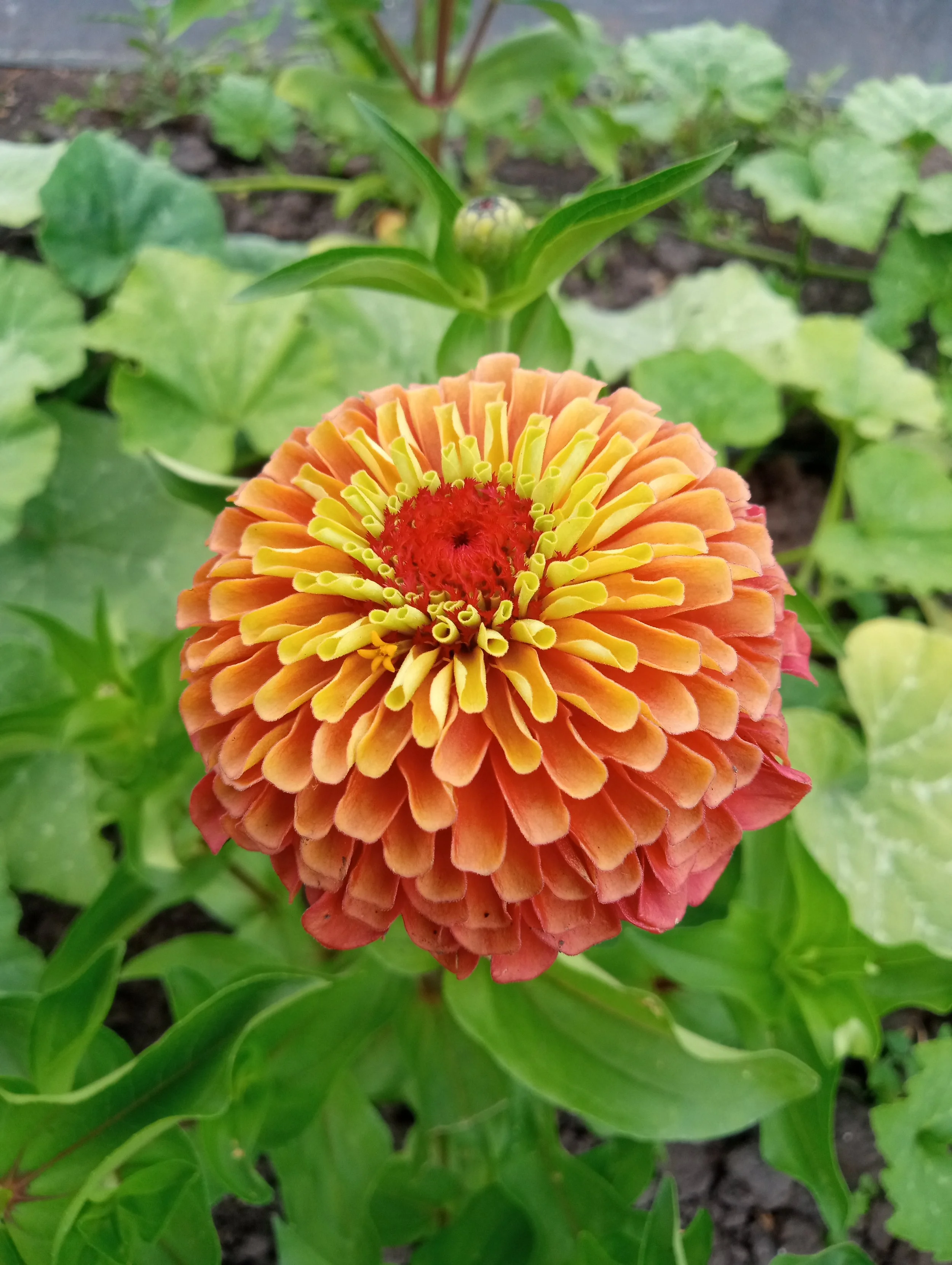 A close up of a red, orange and yellow zinnia