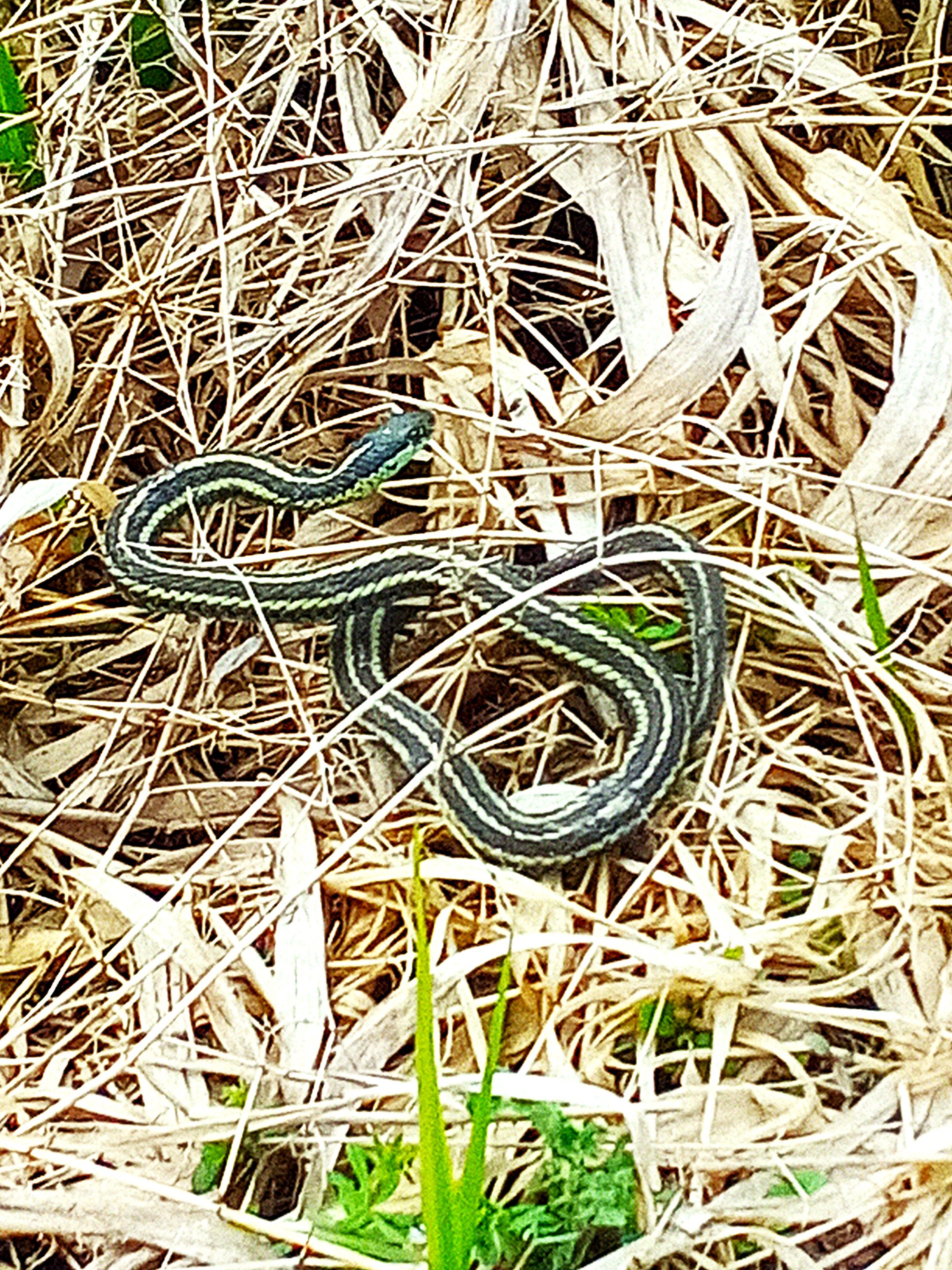 Garter snake in dry grass