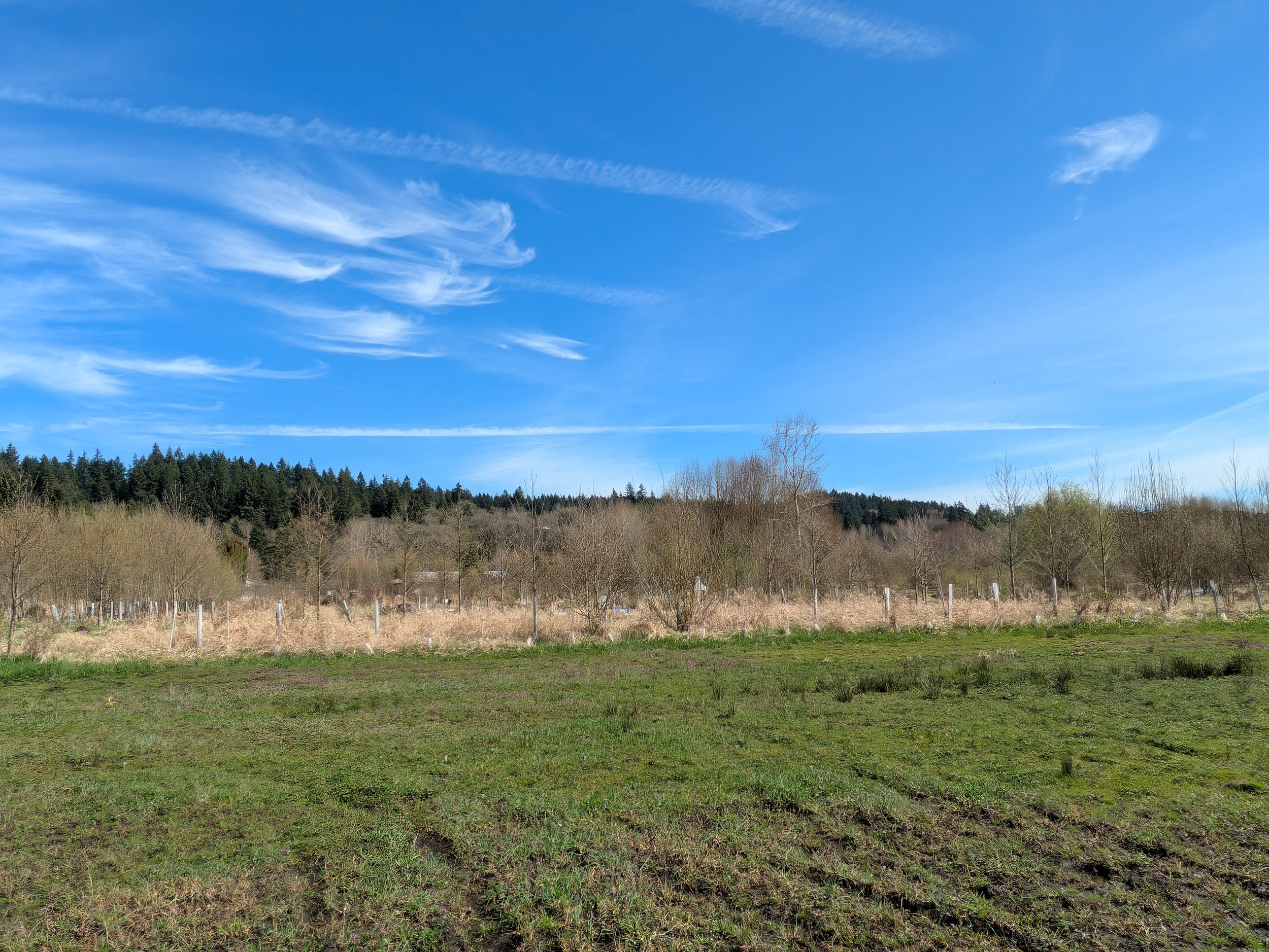 Field of grass with trees and low hills in the background. Blue sky with wispy cirrus clouds above.