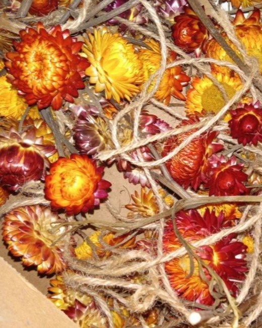 A jumble of strawflowers