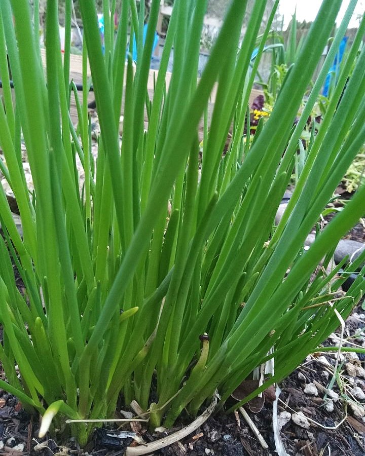 Alliums