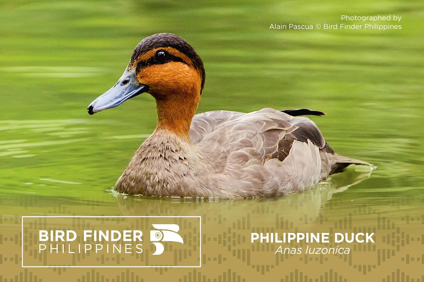 Philippine Duck.jpg