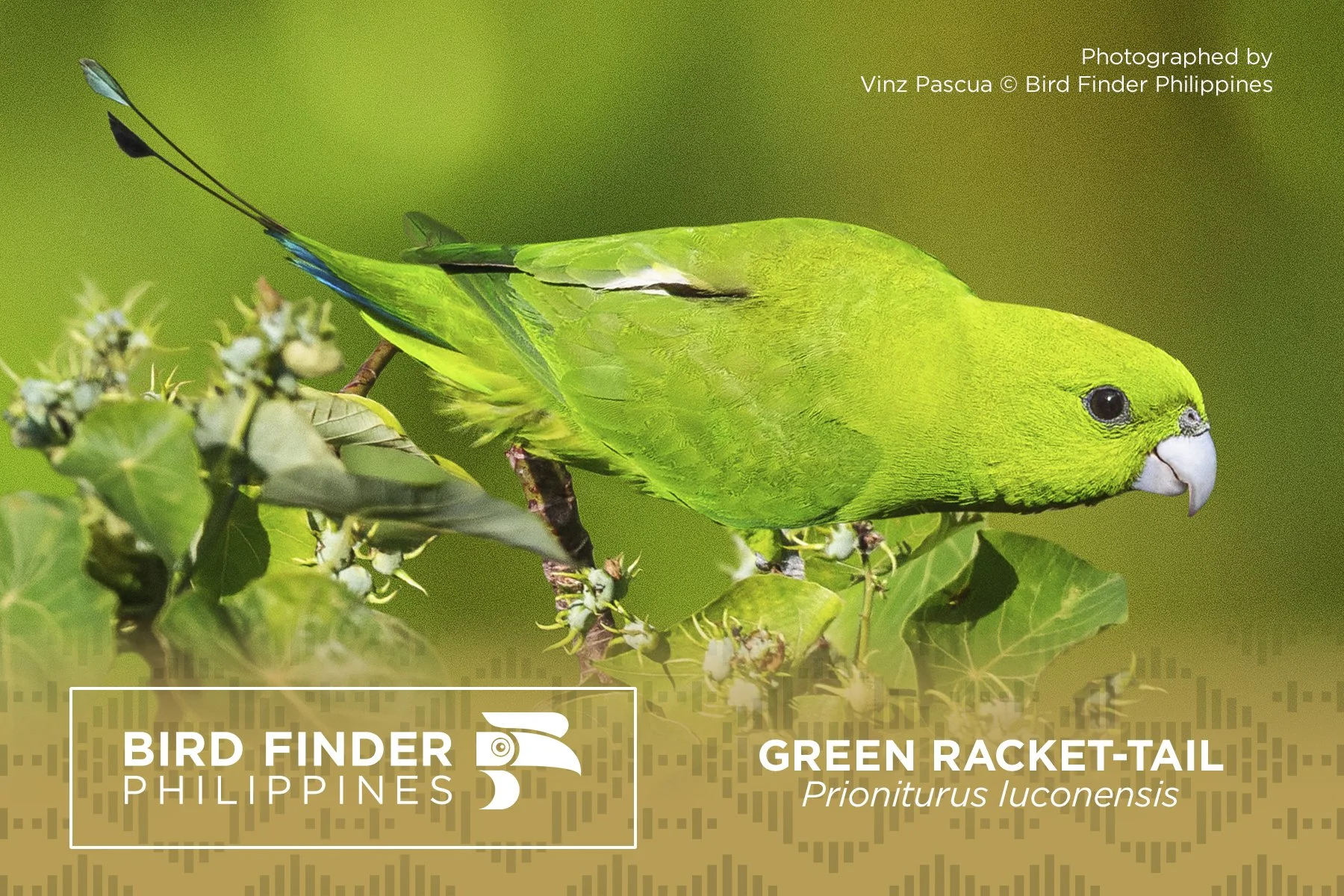 Green Racket-tail.jpg