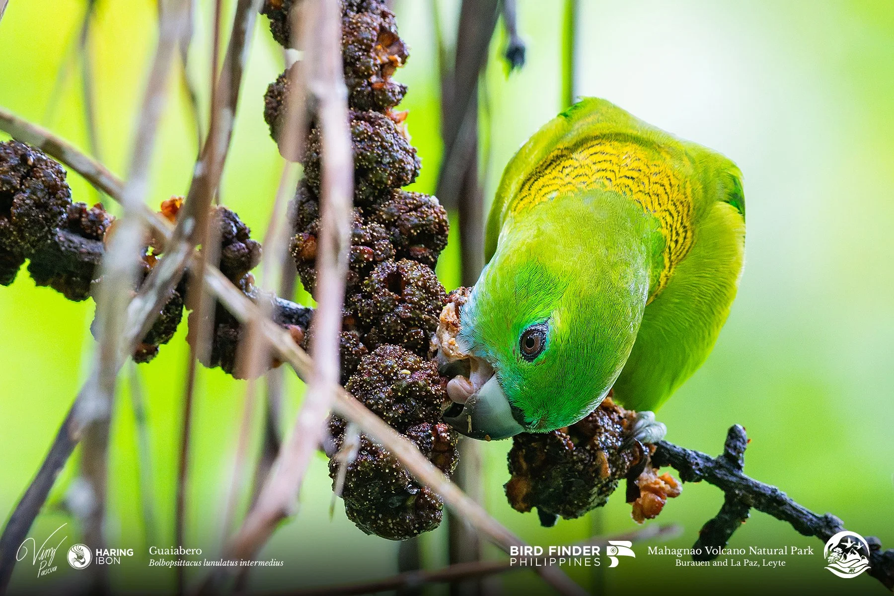 Guaiabero 260203 3x2 1800px.jpg