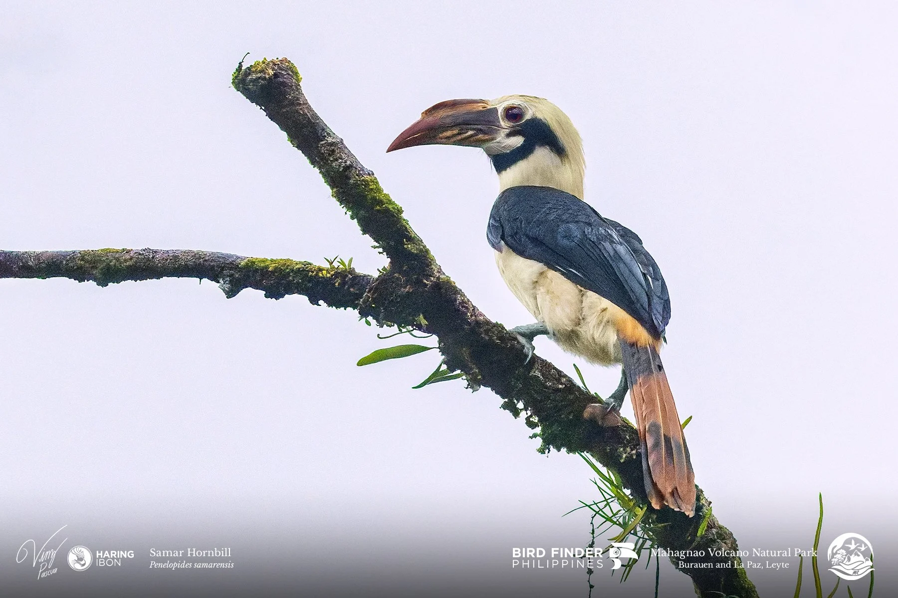 Samar Hornbill 260203 3x2 1800px.jpg