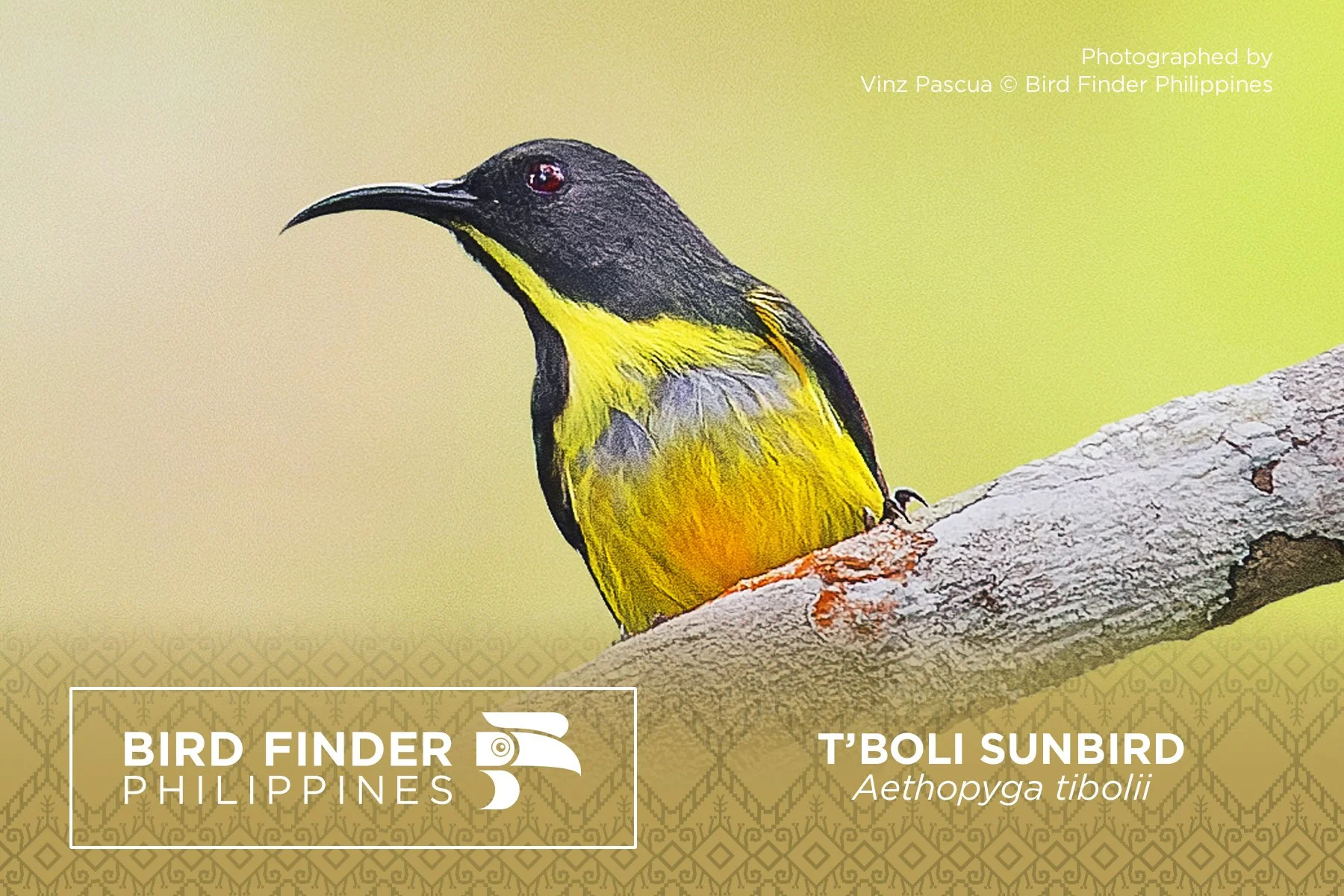 T'boli Sunbird.jpg