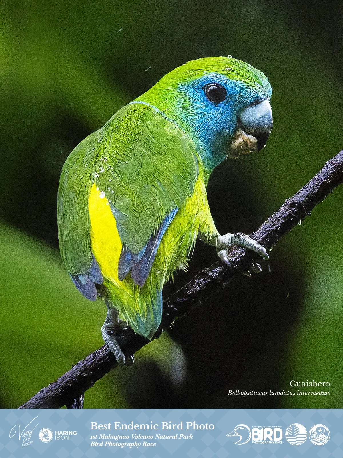 Guaiabero 260202 3x4 AWARD.jpg