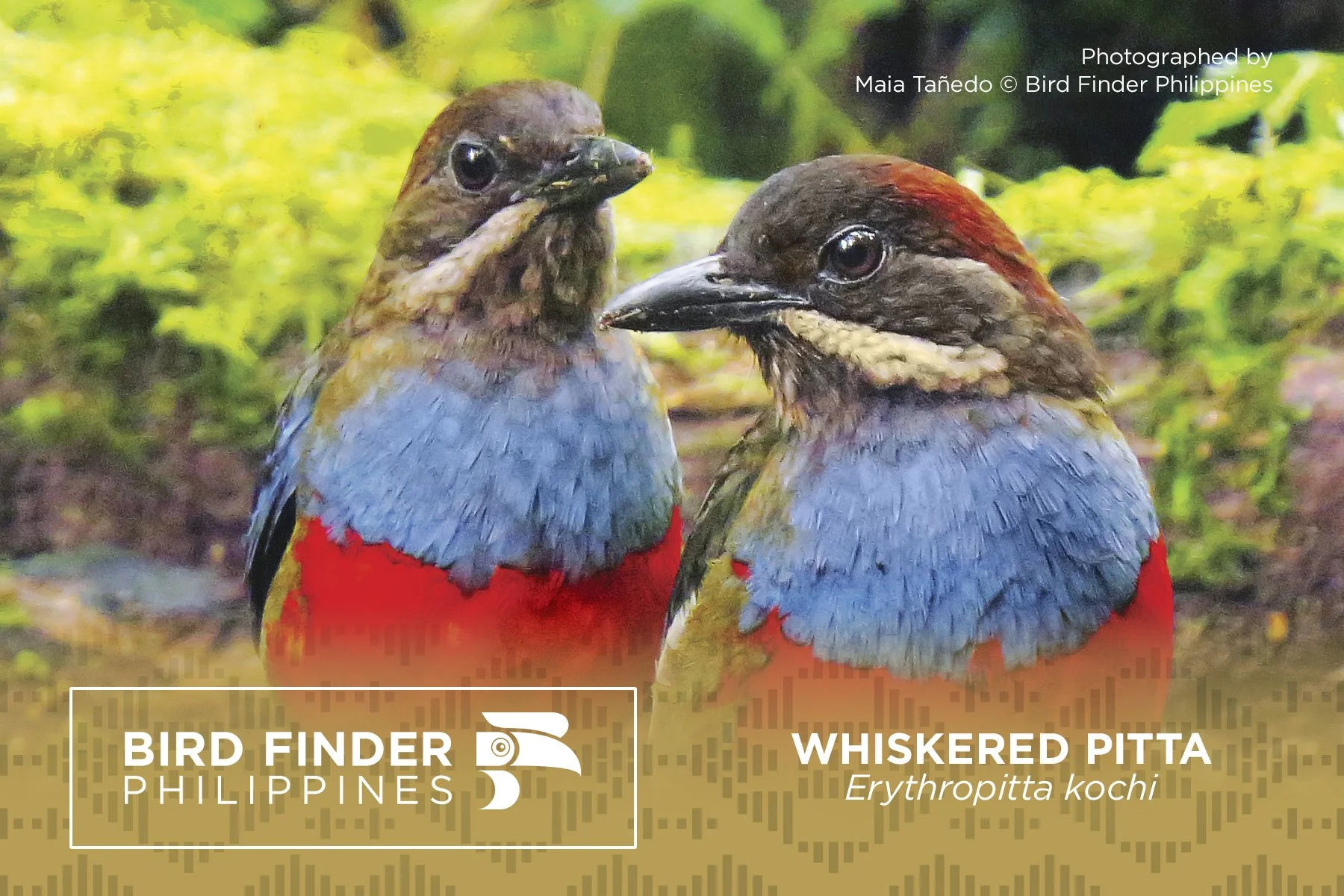 Whiskered Pitta.jpg