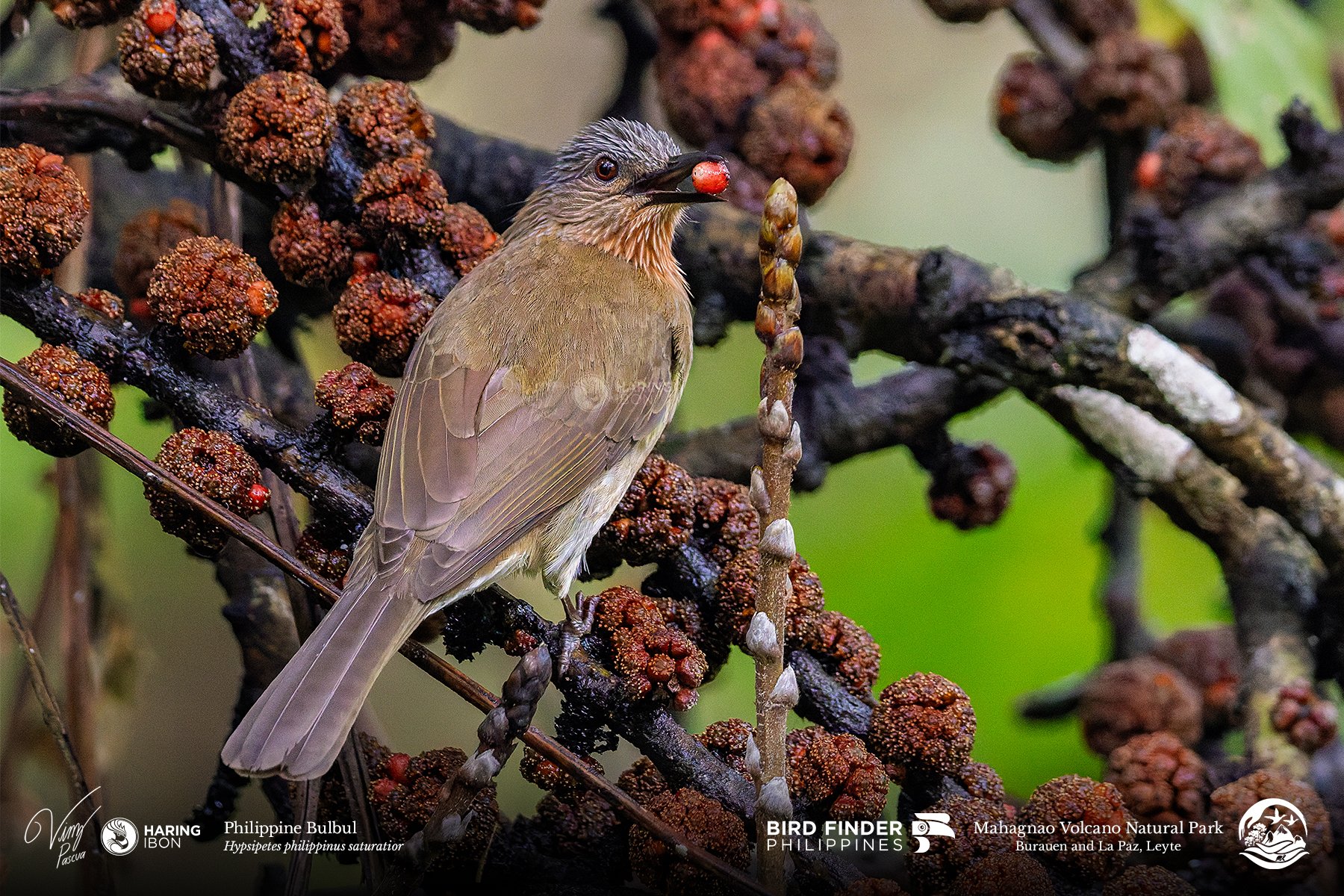 Philippine Bulbul 230203 3x2 1800px.jpg