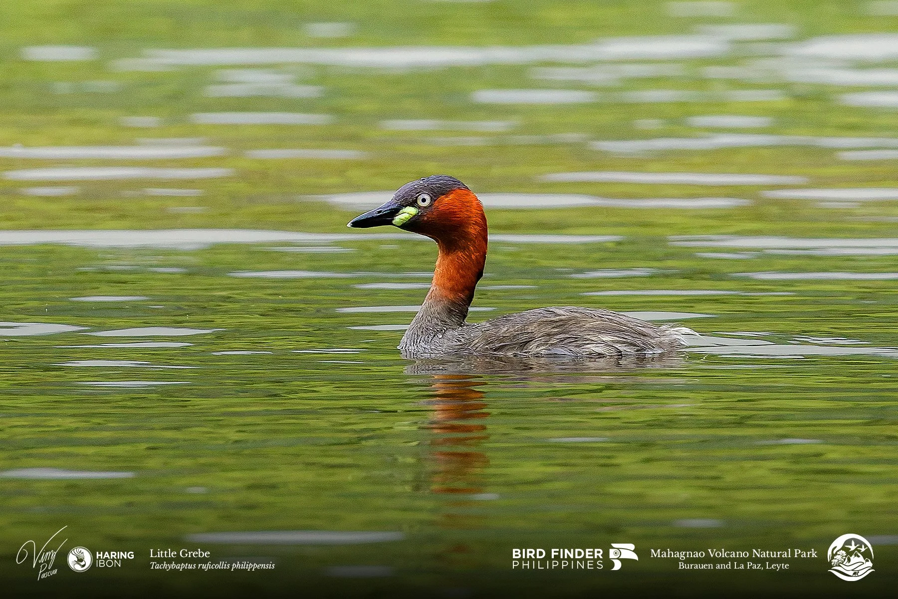 Little Grebe 260203 3x2 1800px.jpg
