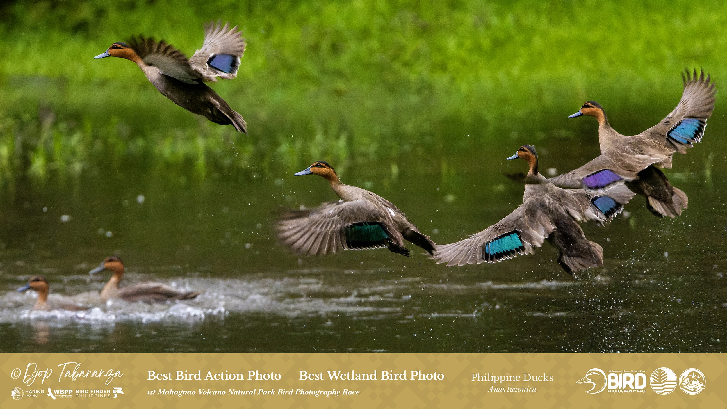 Djop Tabaranza_Philippine Duck_Best Action Endemic 1080p.jpg