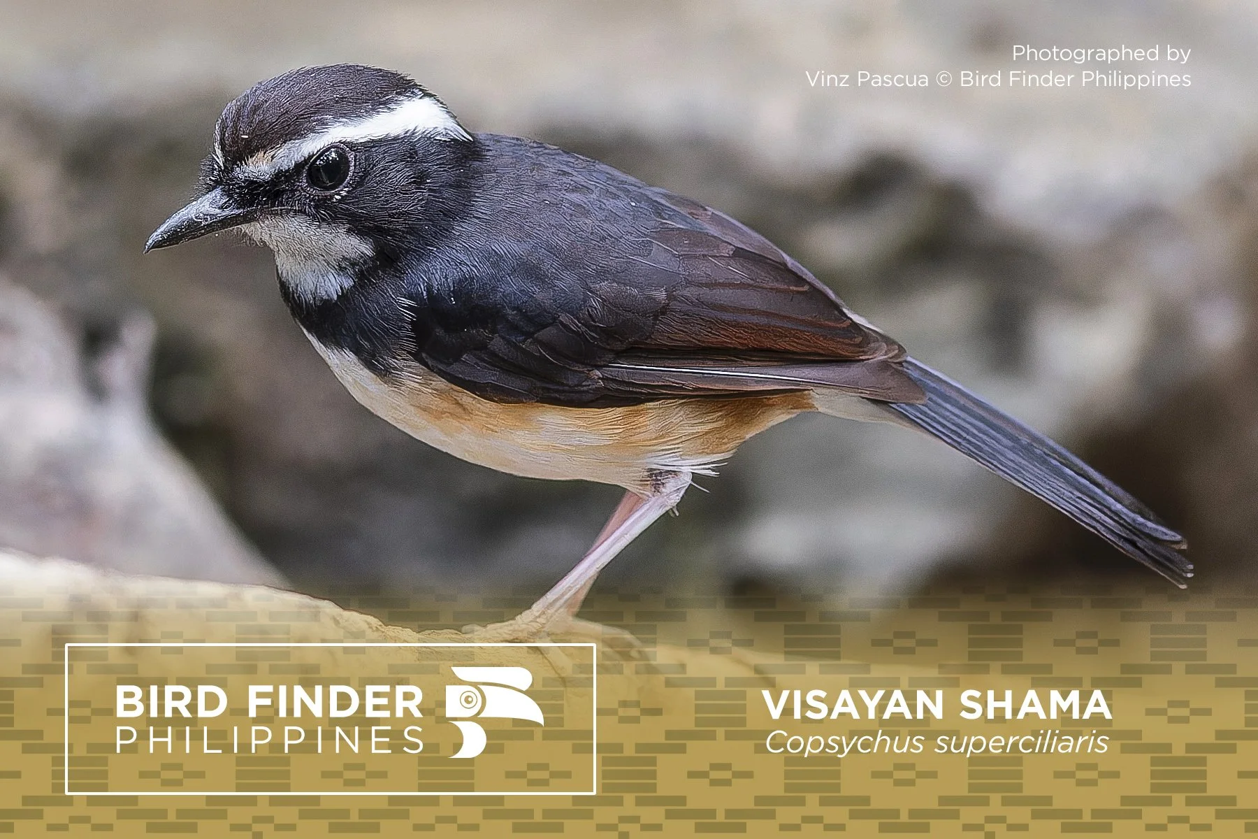 Visayan Shama.jpg