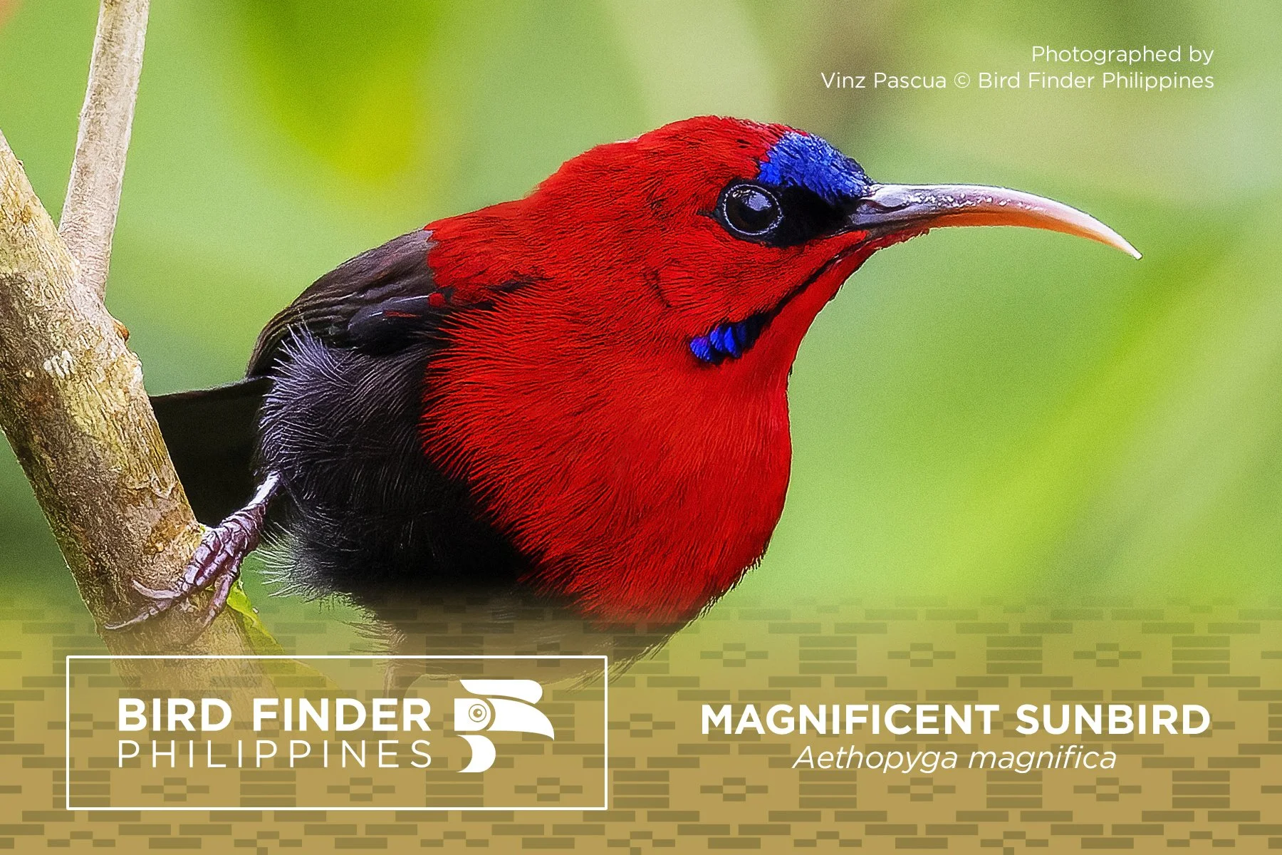 Magnificent Sunbird.jpg