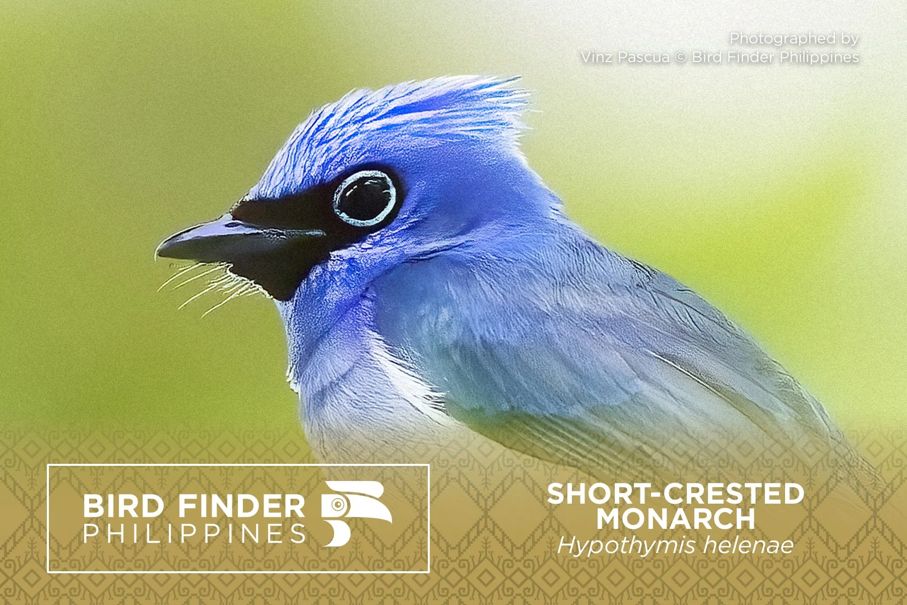 Short-crested Monarch.jpg