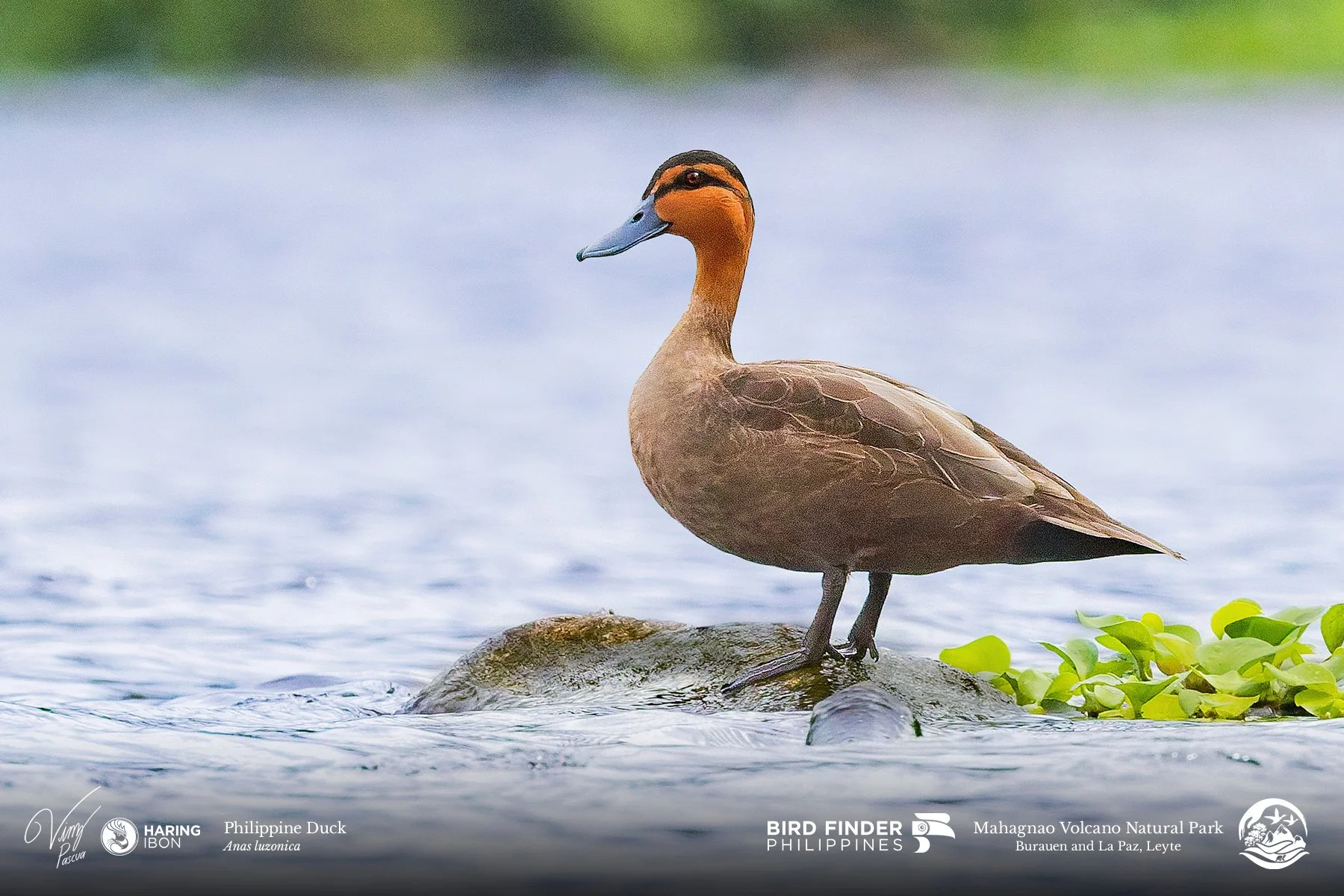 Philippine Duck 230203 3x2 1800px.jpg
