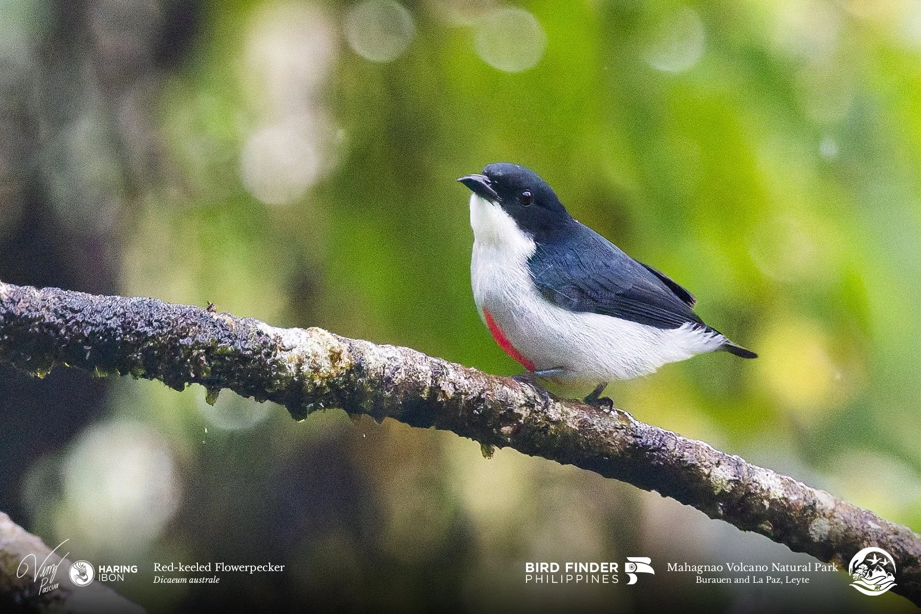 Red-keeled Flowerpecker 260202 3x2 1800px.jpg