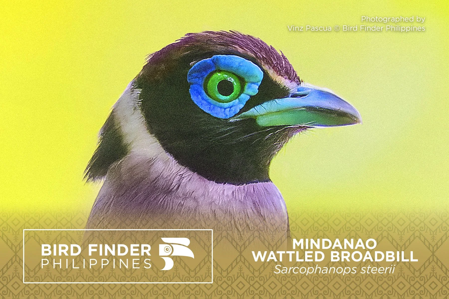 Mindanao Wattled Broadbill.jpg