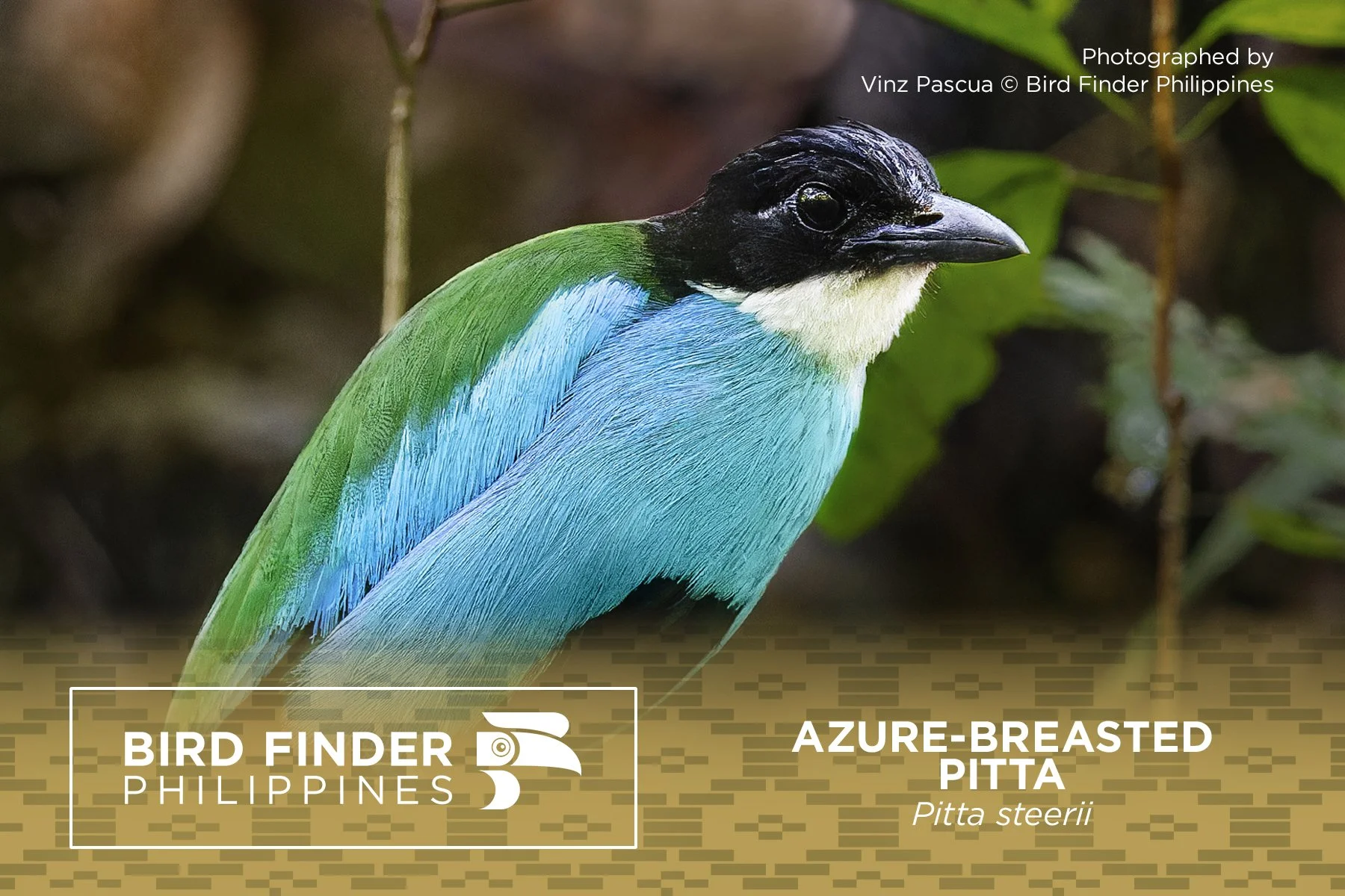 Azure-breasted Pitta.jpg