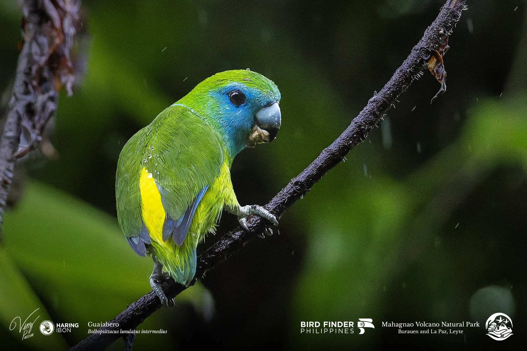 Guaiabero 260202 3x2 1800px.jpg