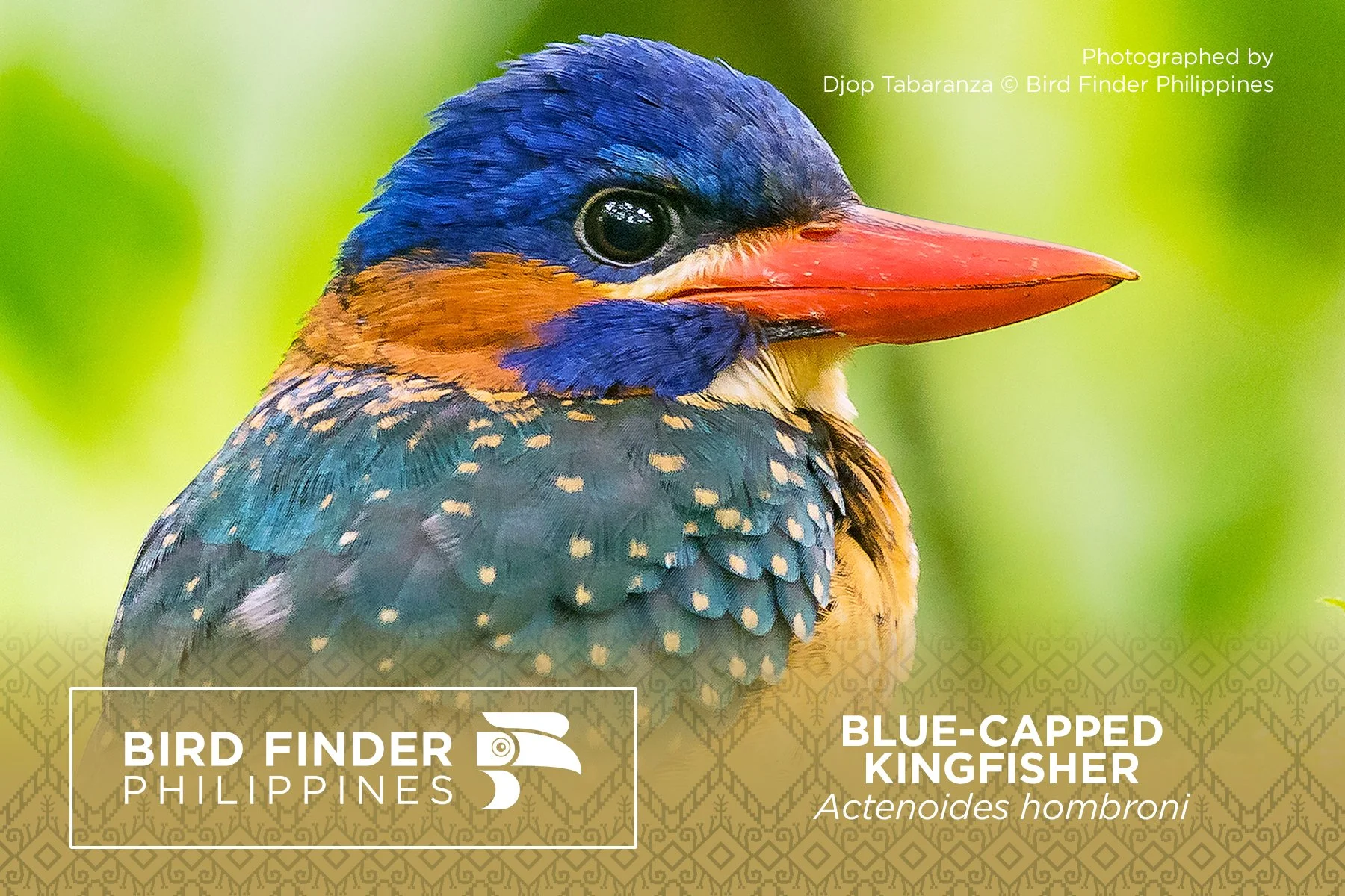 Blue-capped Kingfisher.jpg