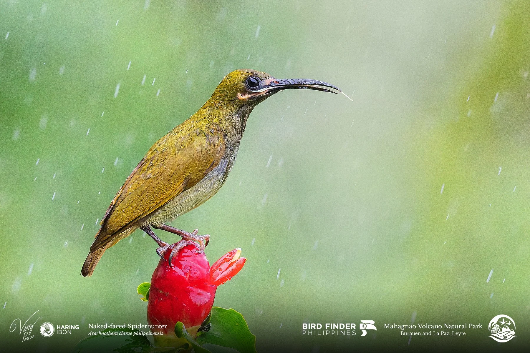 Naked-faced Spiderhunter 230202 3x2 1800px.jpg