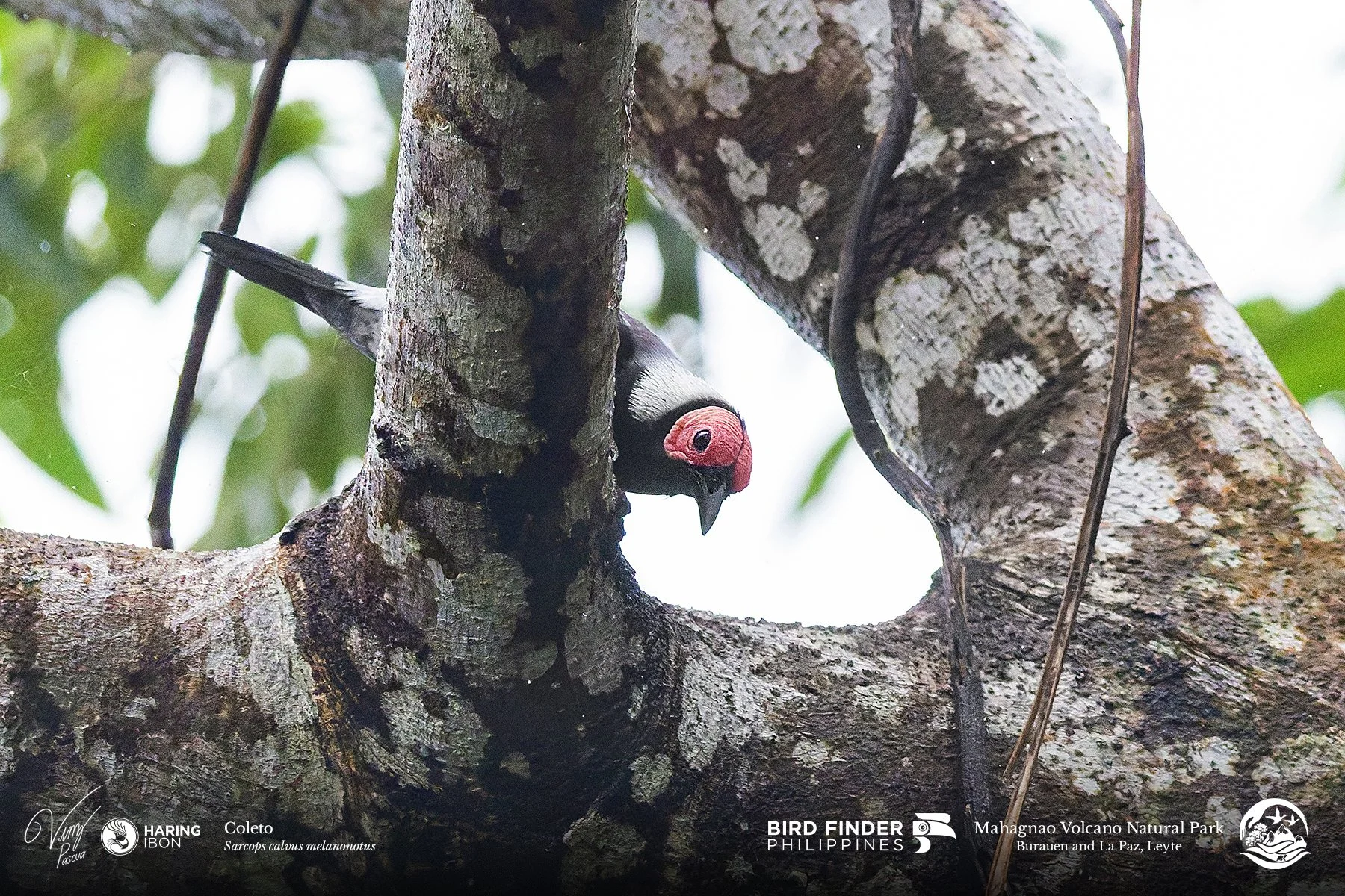 Coleto 230202 3x2 1800px.jpg