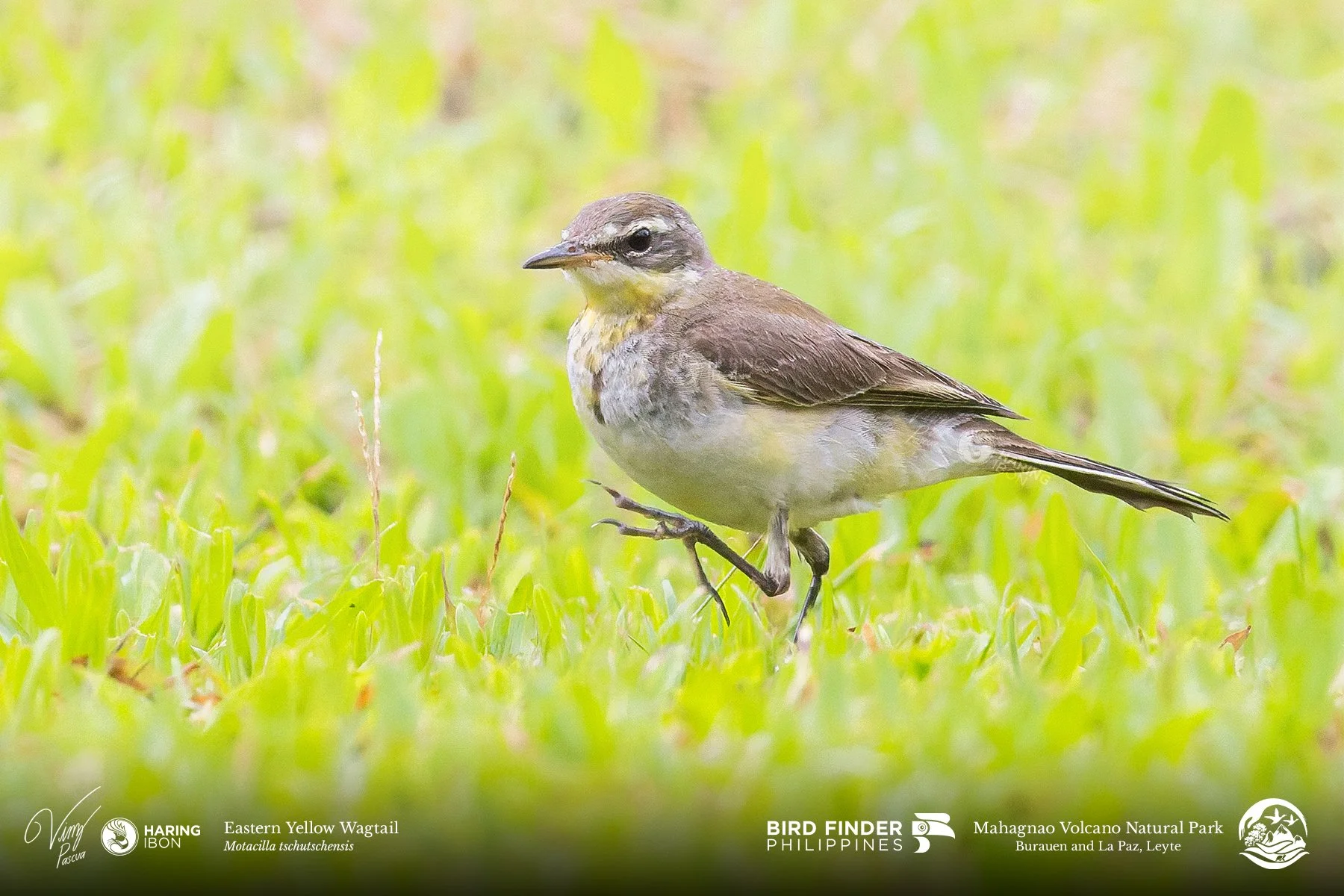 Eastern Yellow Wagtail 260202 3x2 1800px.jpg