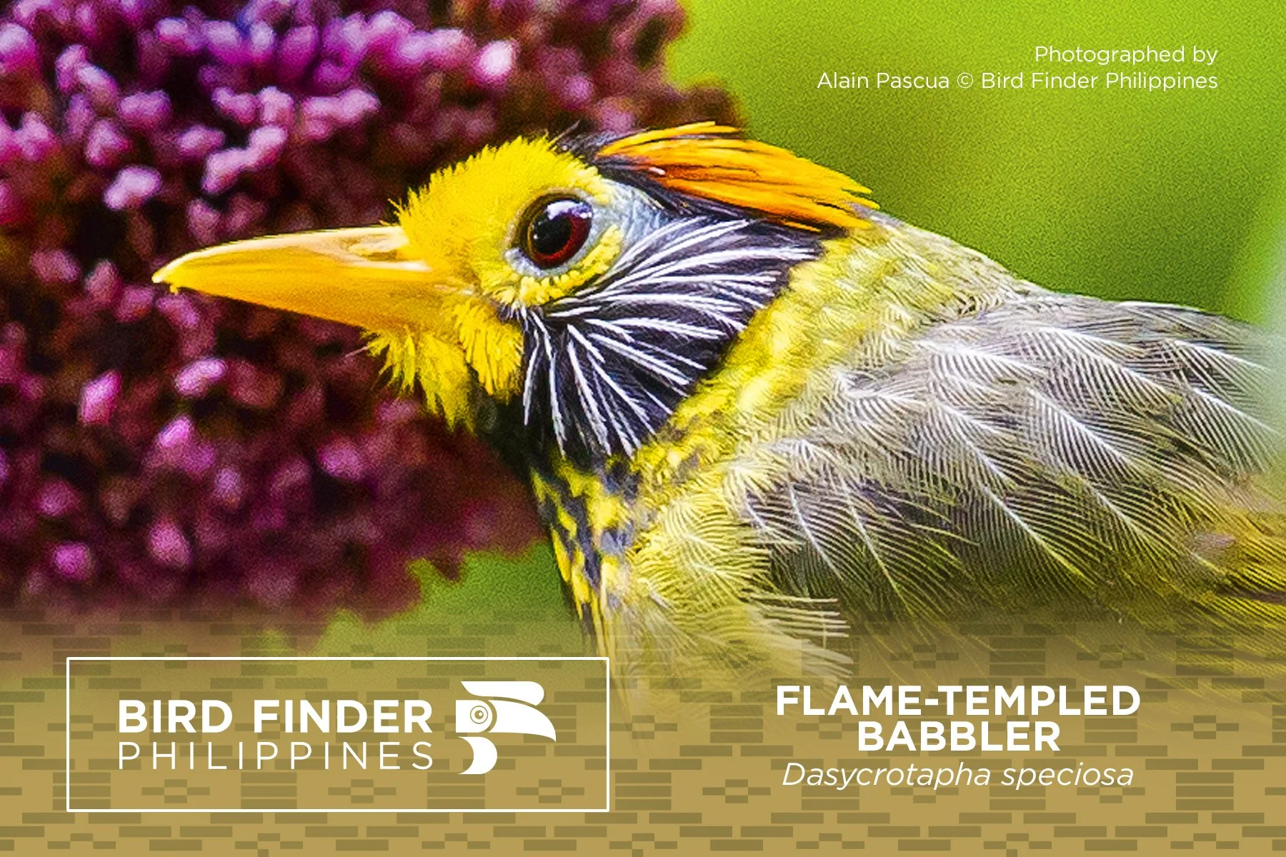 Flame-templed Babbler.jpg