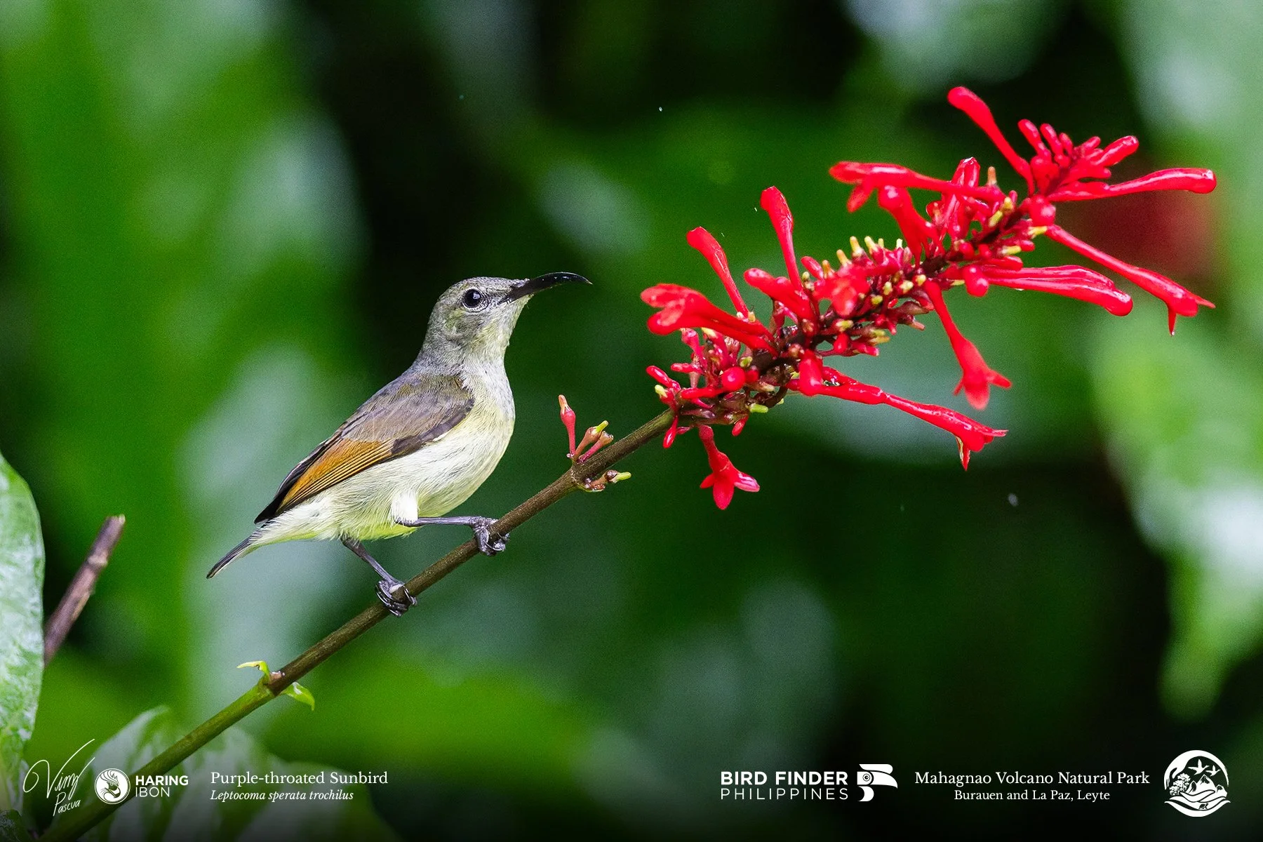 Purple-throated Sunbird 260203 3x2 1800px.jpg