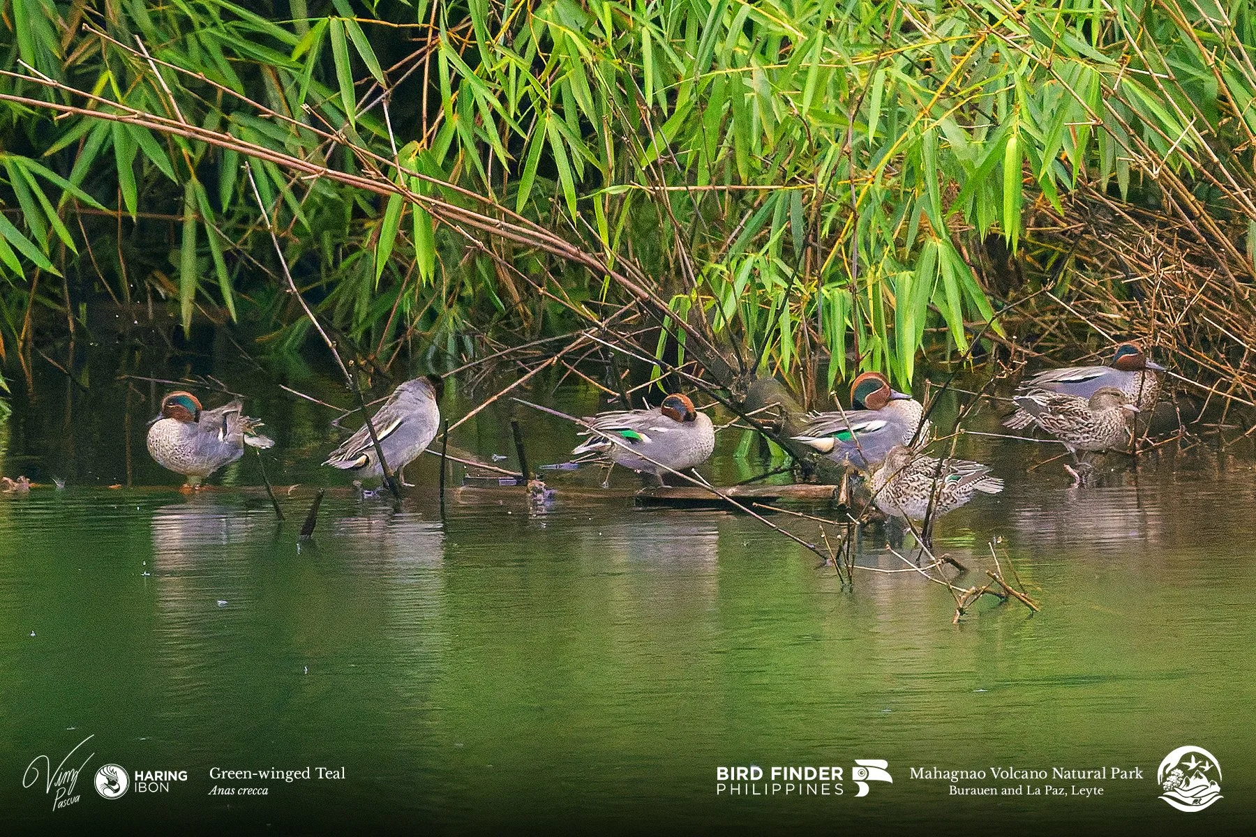 Green-winged Teal 260203 3x2 1800px.jpg