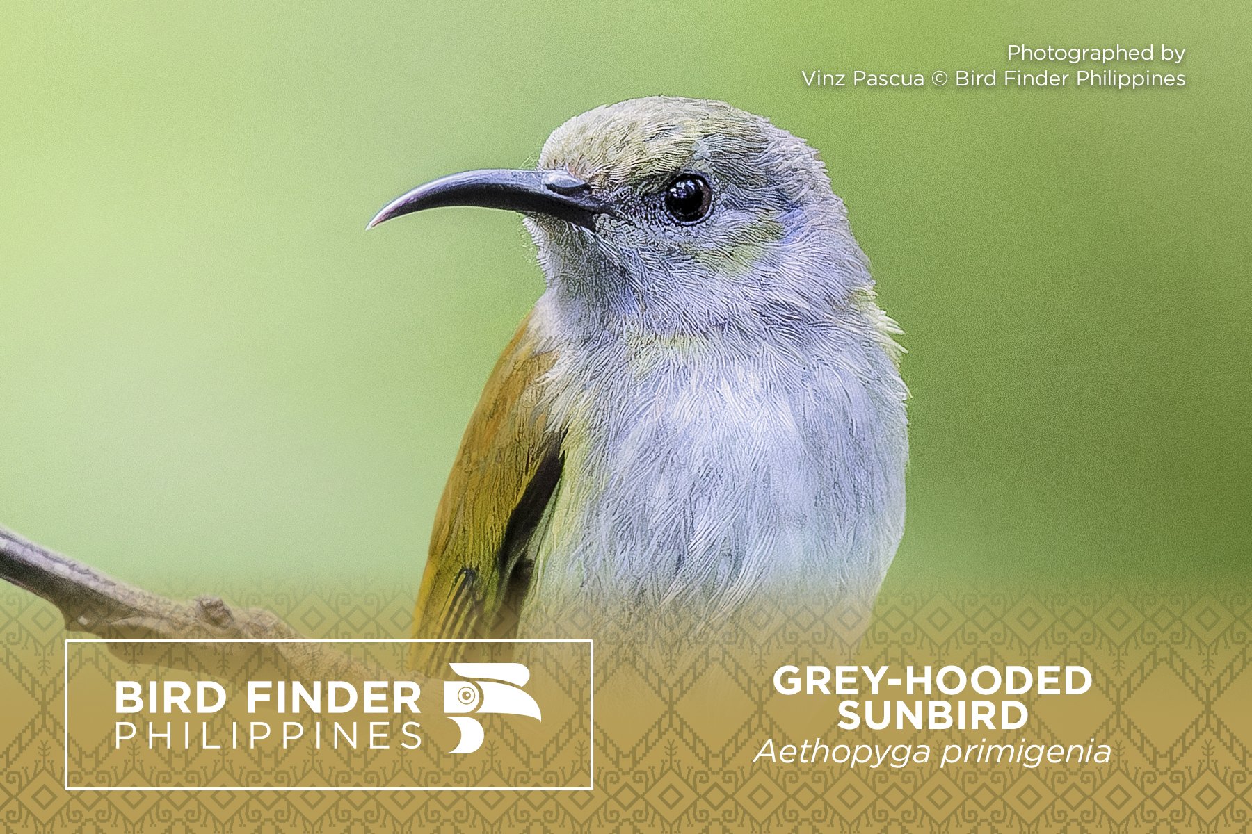 Grey-hooded Sunbird.jpg