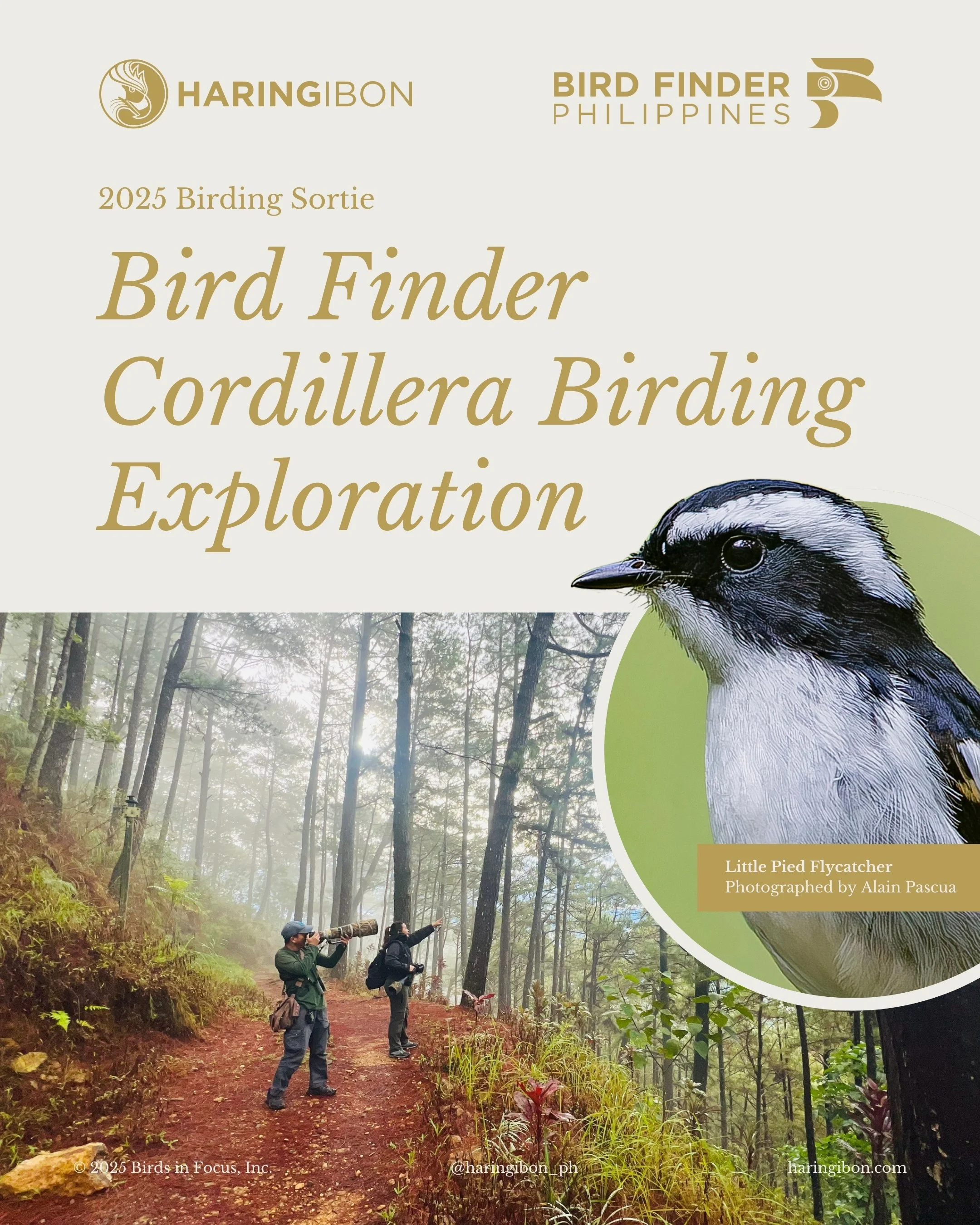 Bird Finder Cordillera Birding Exploration