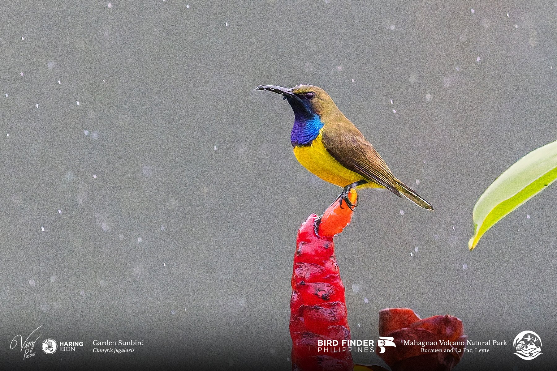 Garden Sunbird 230202 3x2 1800px.jpg