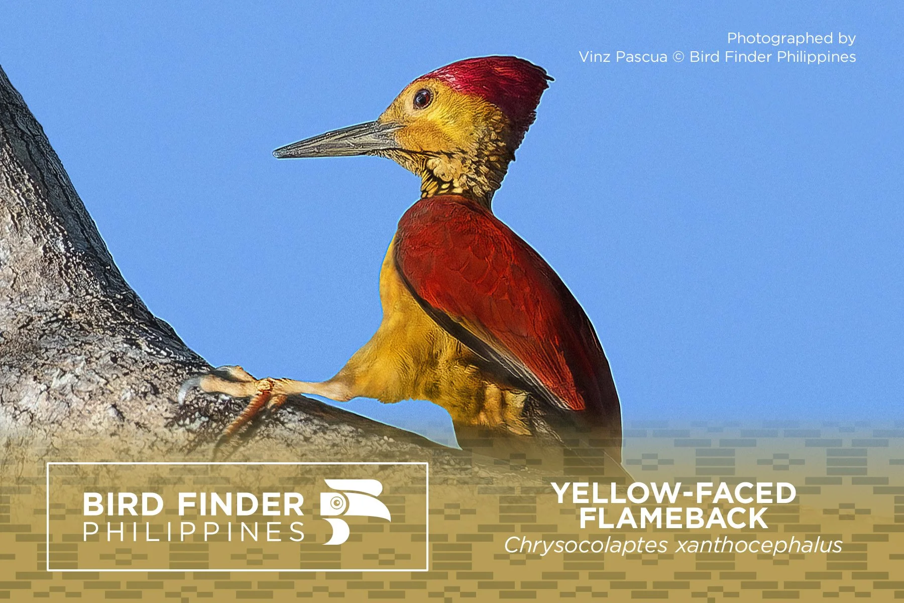Yellow-faced Flameback.jpg